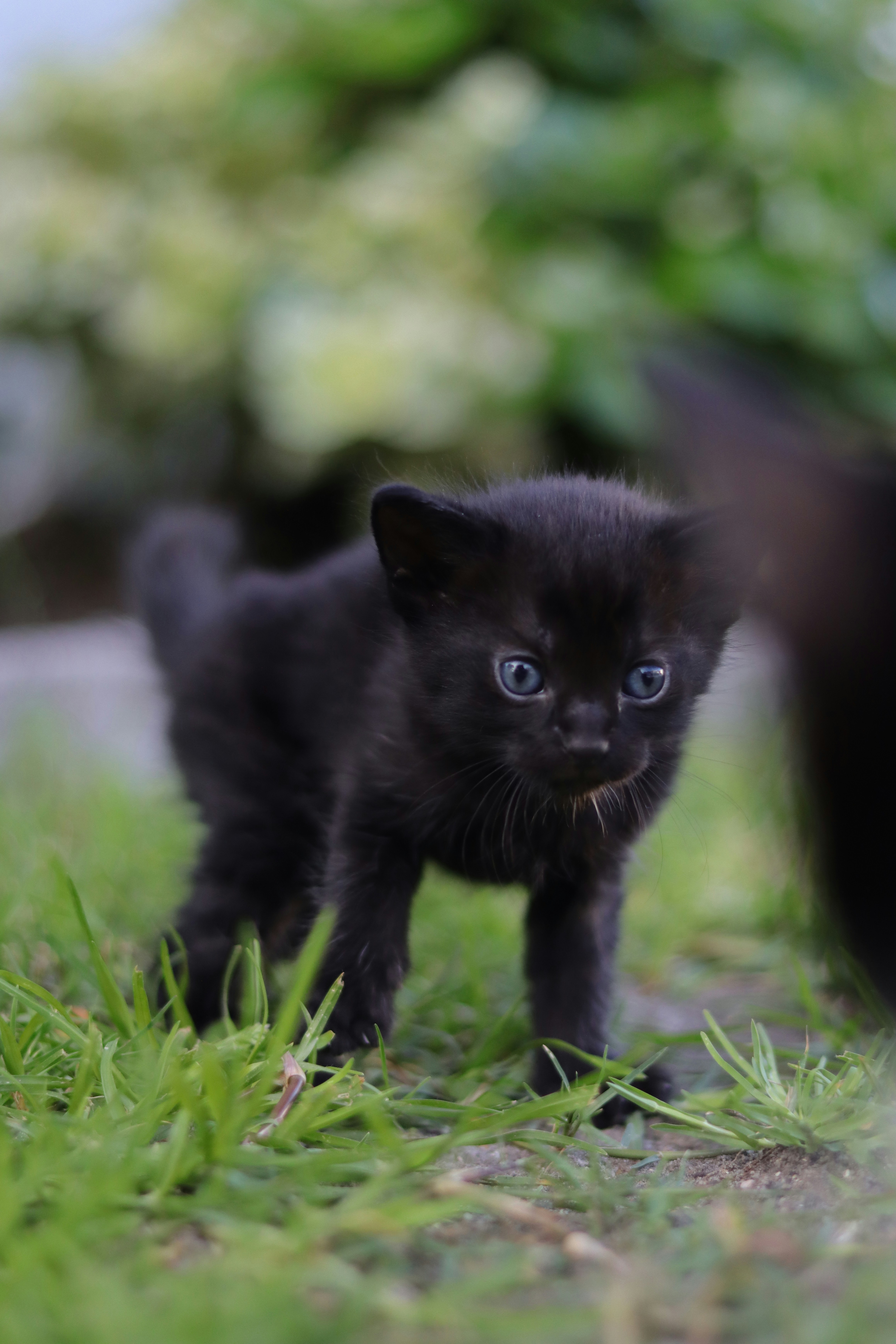 Chaton noir photo – Image gratuite de Chat sur Unsplash, image size:3000x4500
