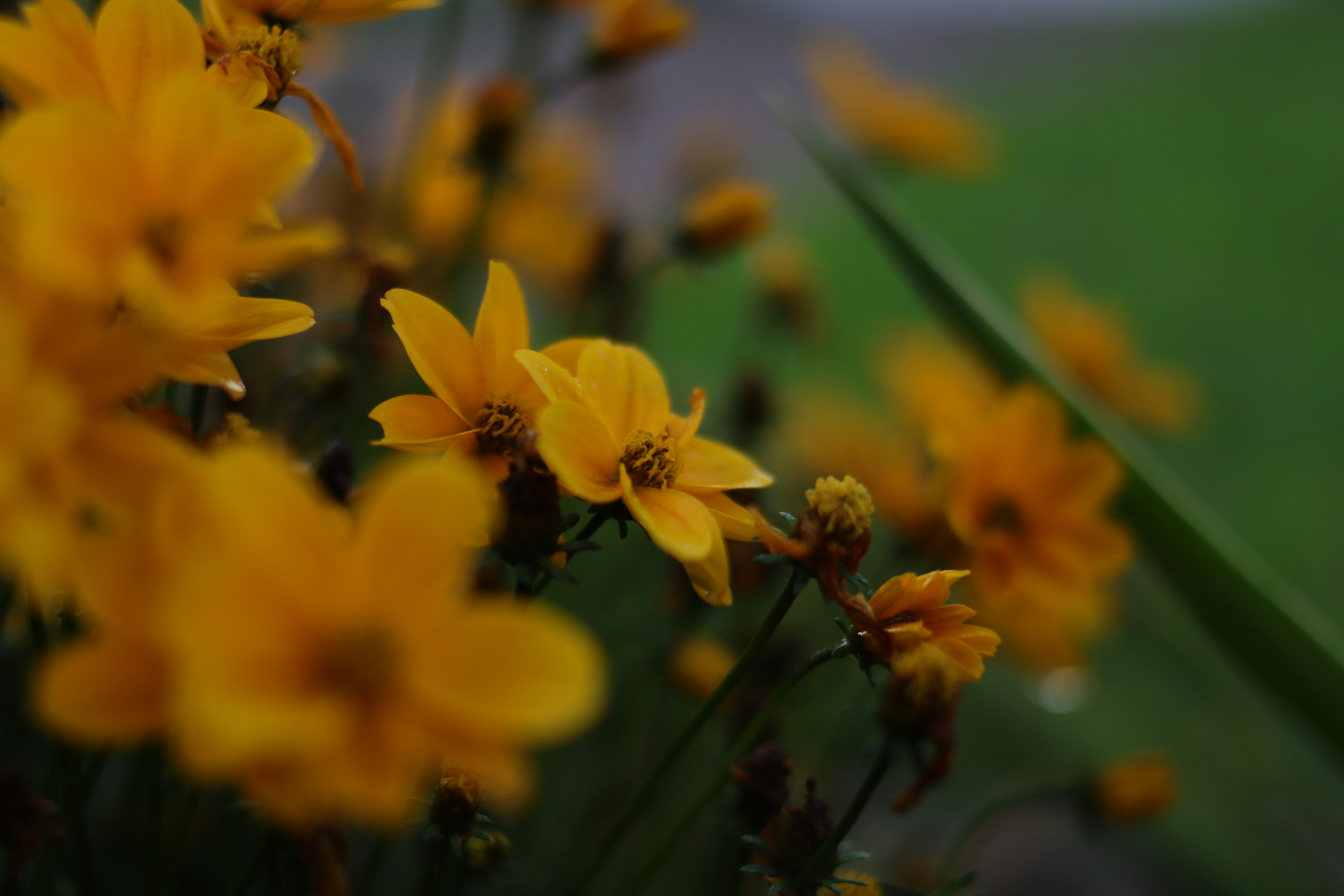 Photo by lisakvictor