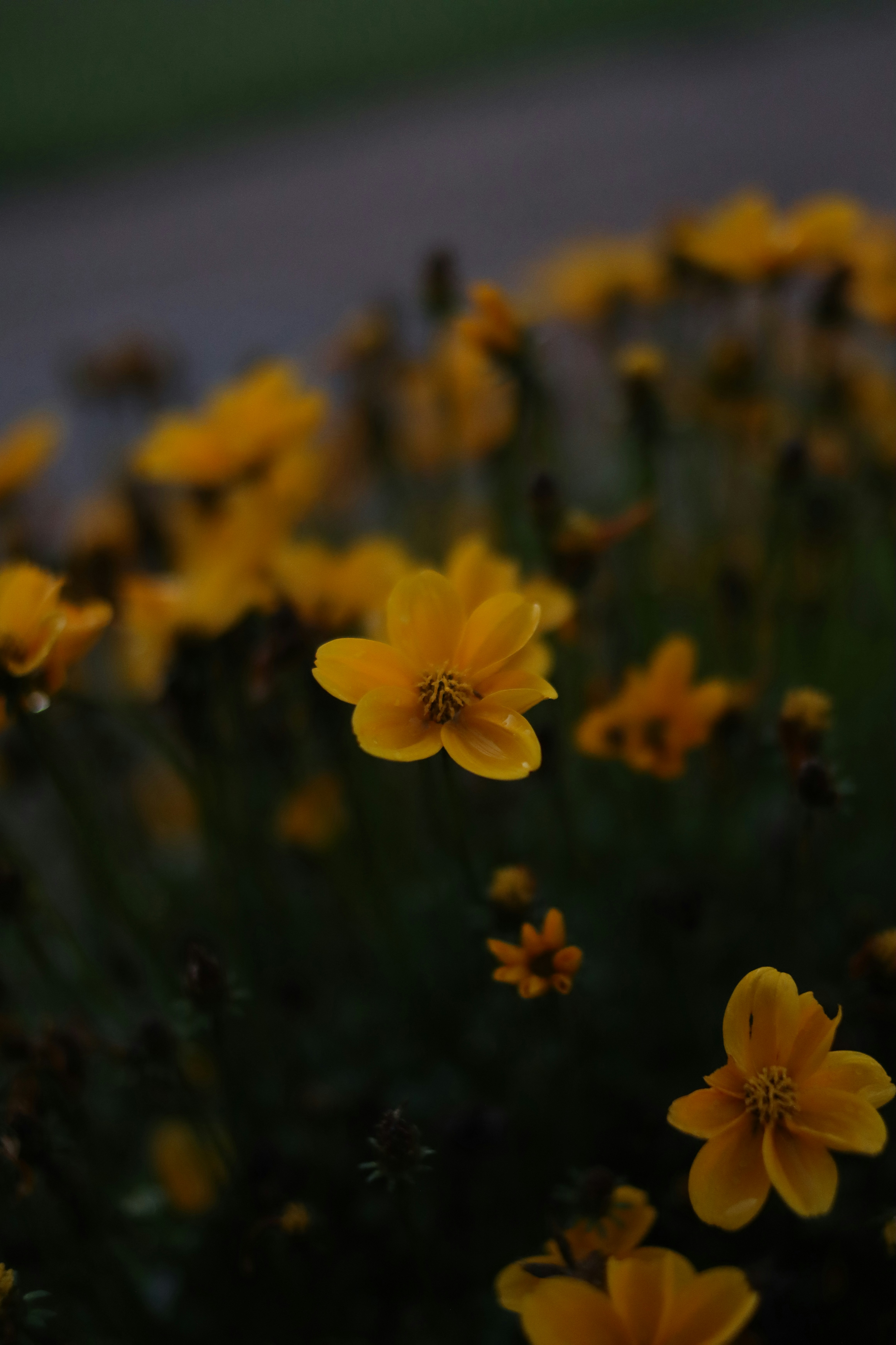 Photo by lisakvictor