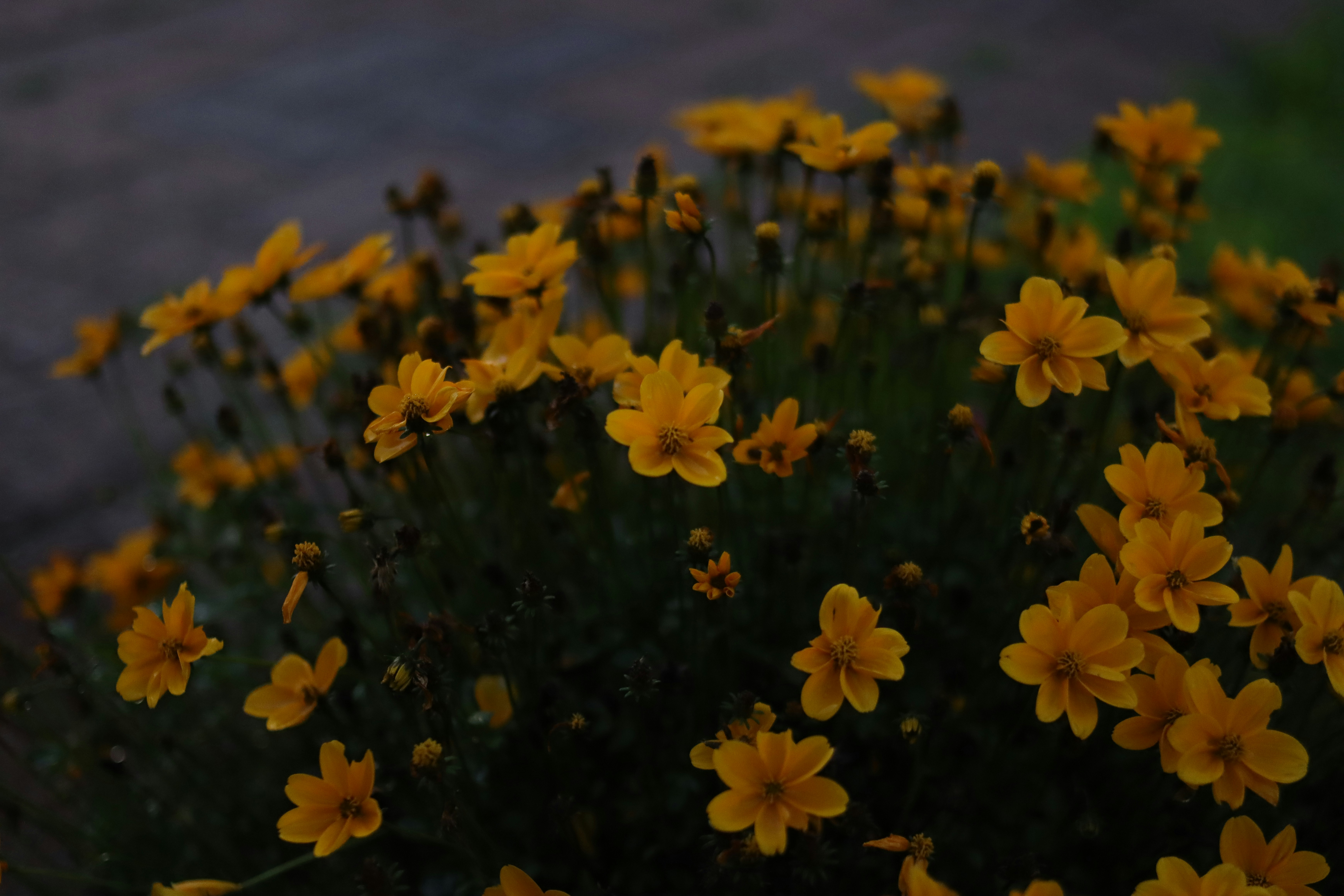 Photo by lisakvictor