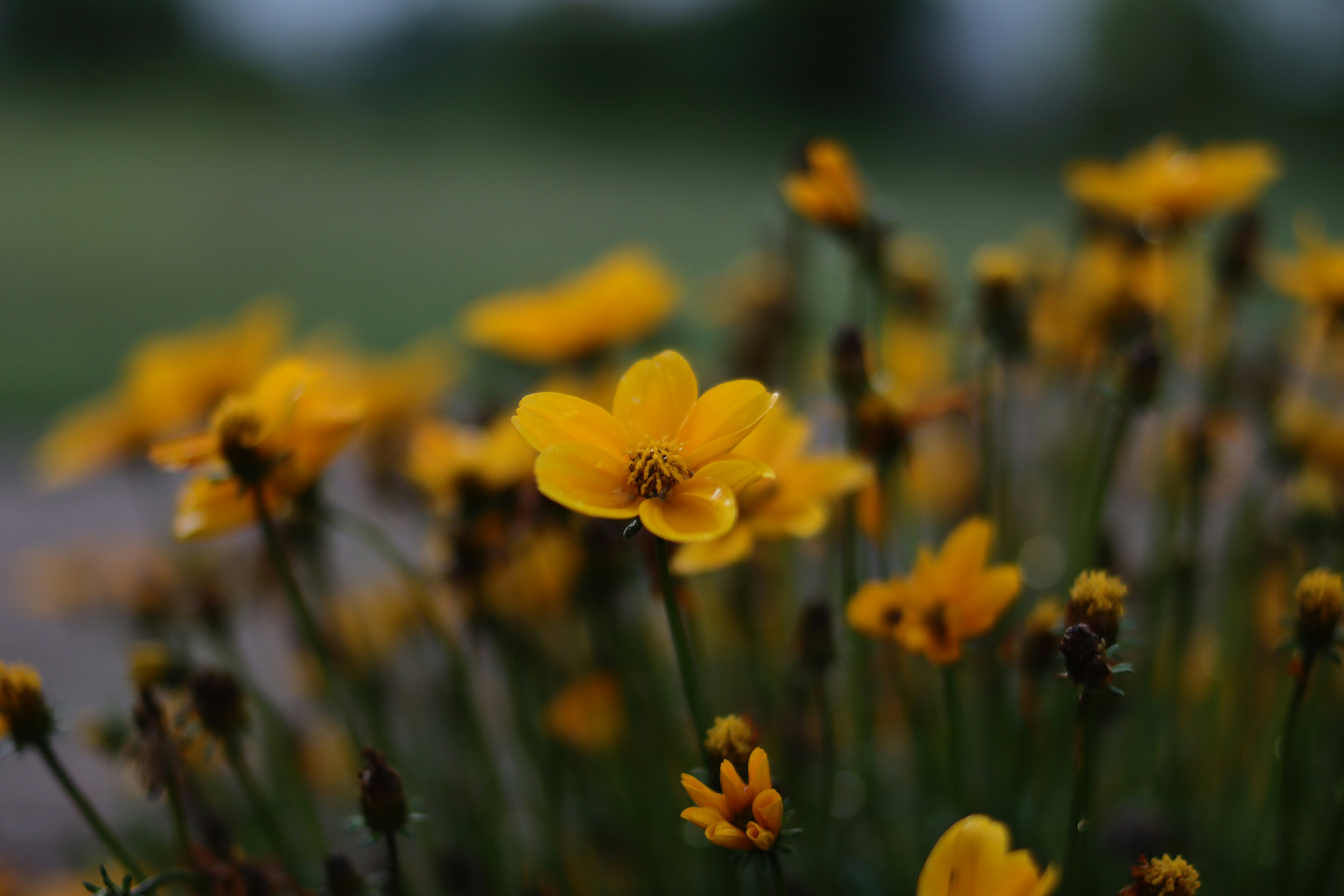 Photo by lisakvictor