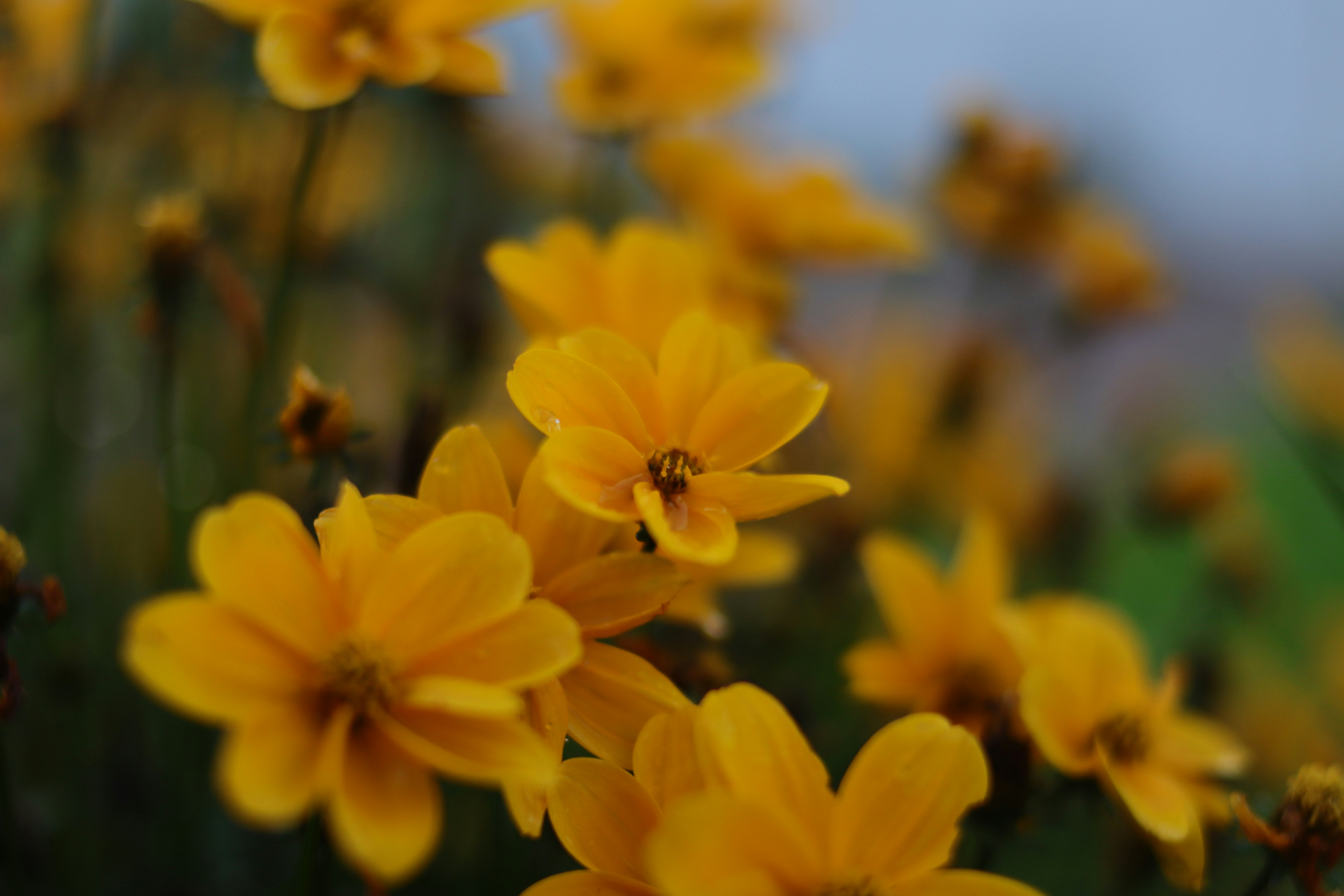 Photo by lisakvictor