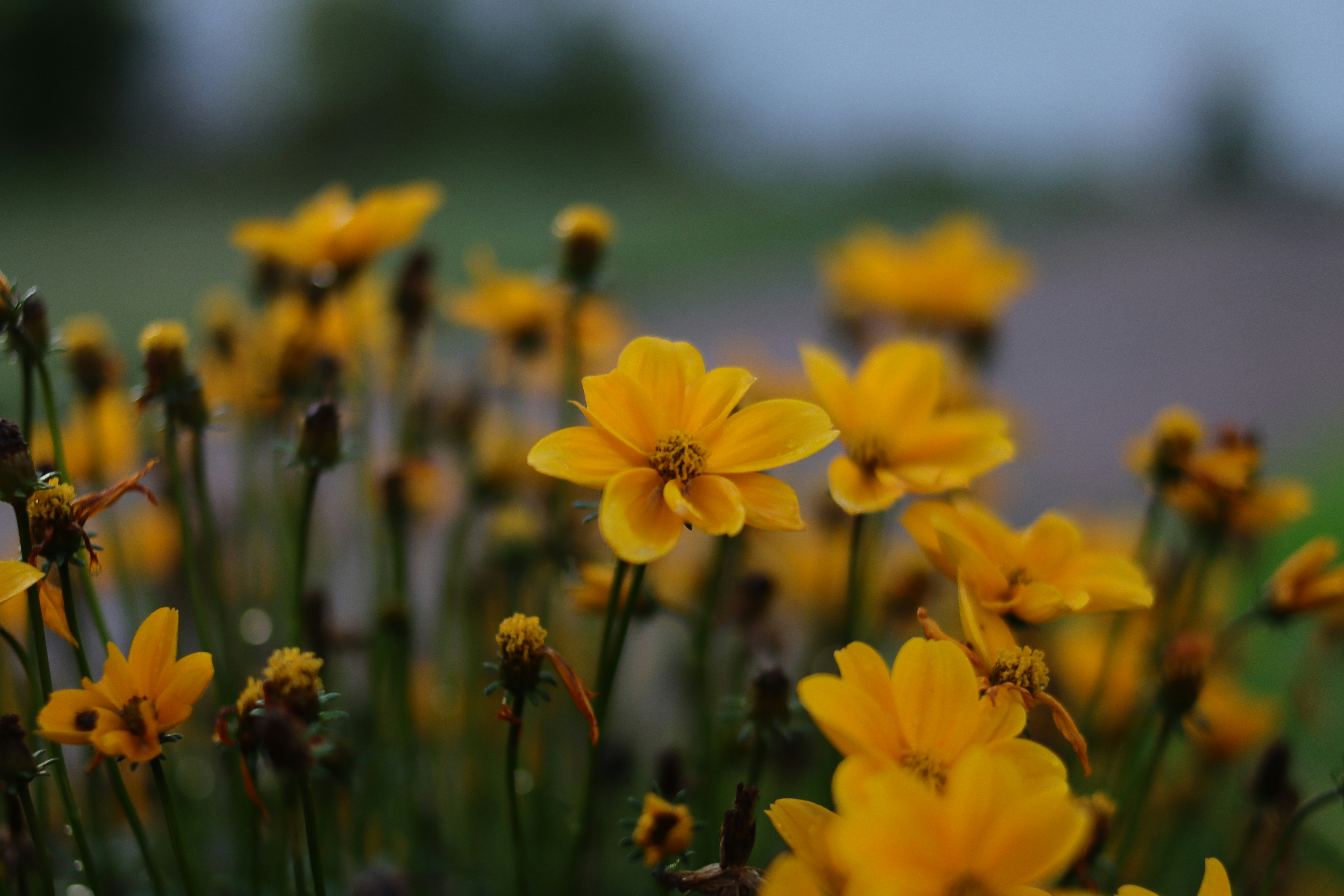 Photo by lisakvictor