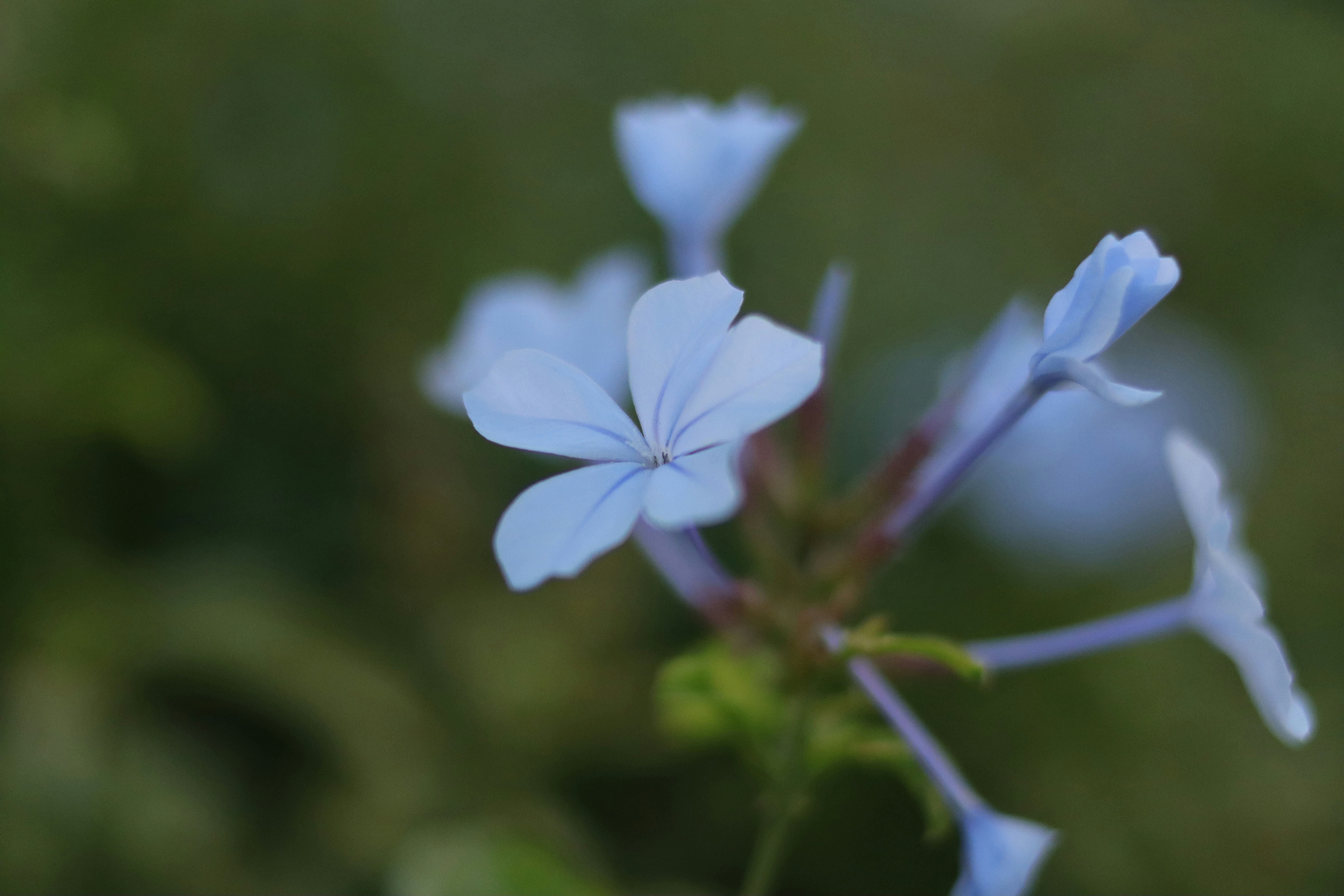 Photo by lisakvictor