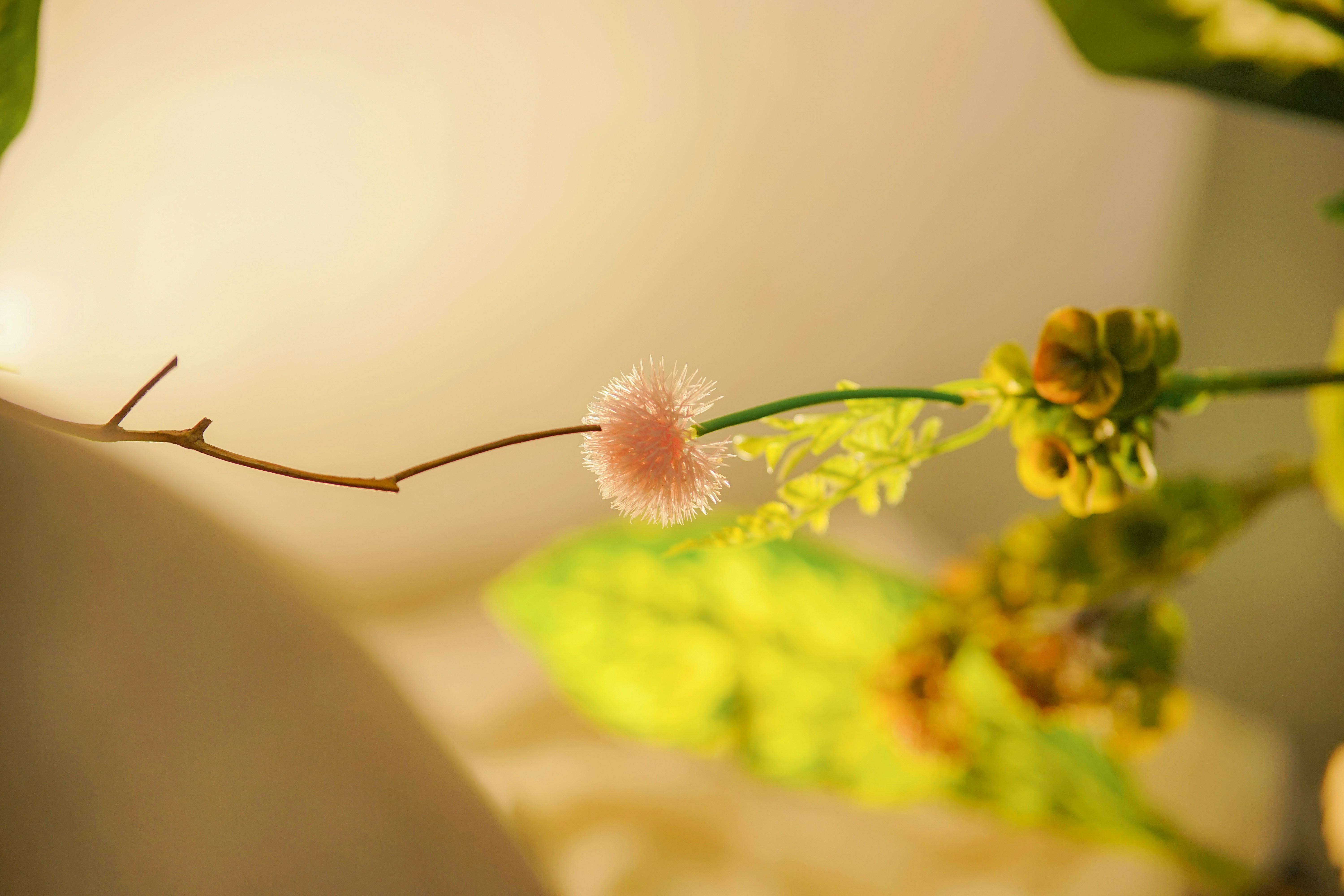 A close up of a flower on a tree branch