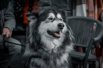 A black and white dog sitting on top of a chair