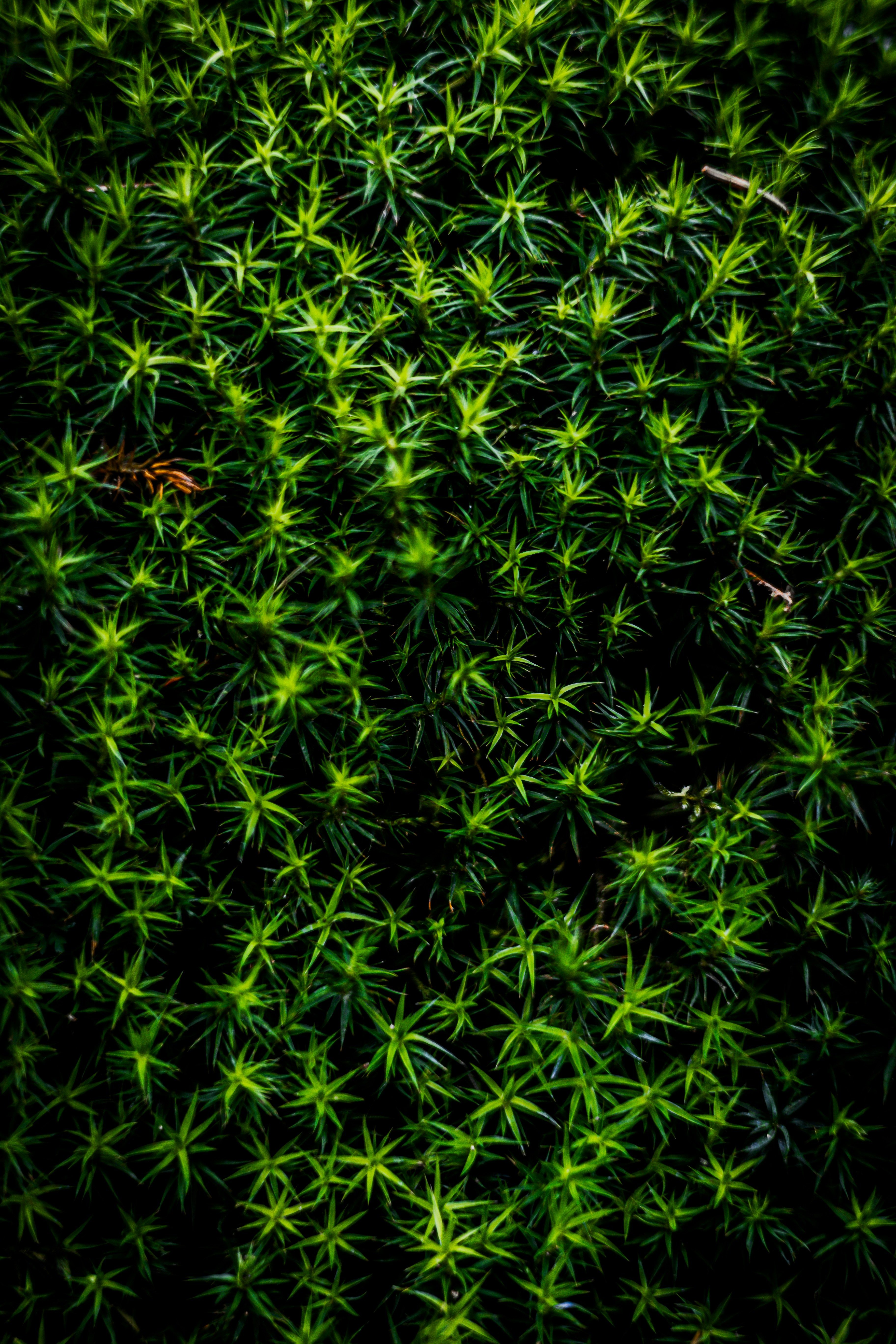 Photo by gnomezgrave