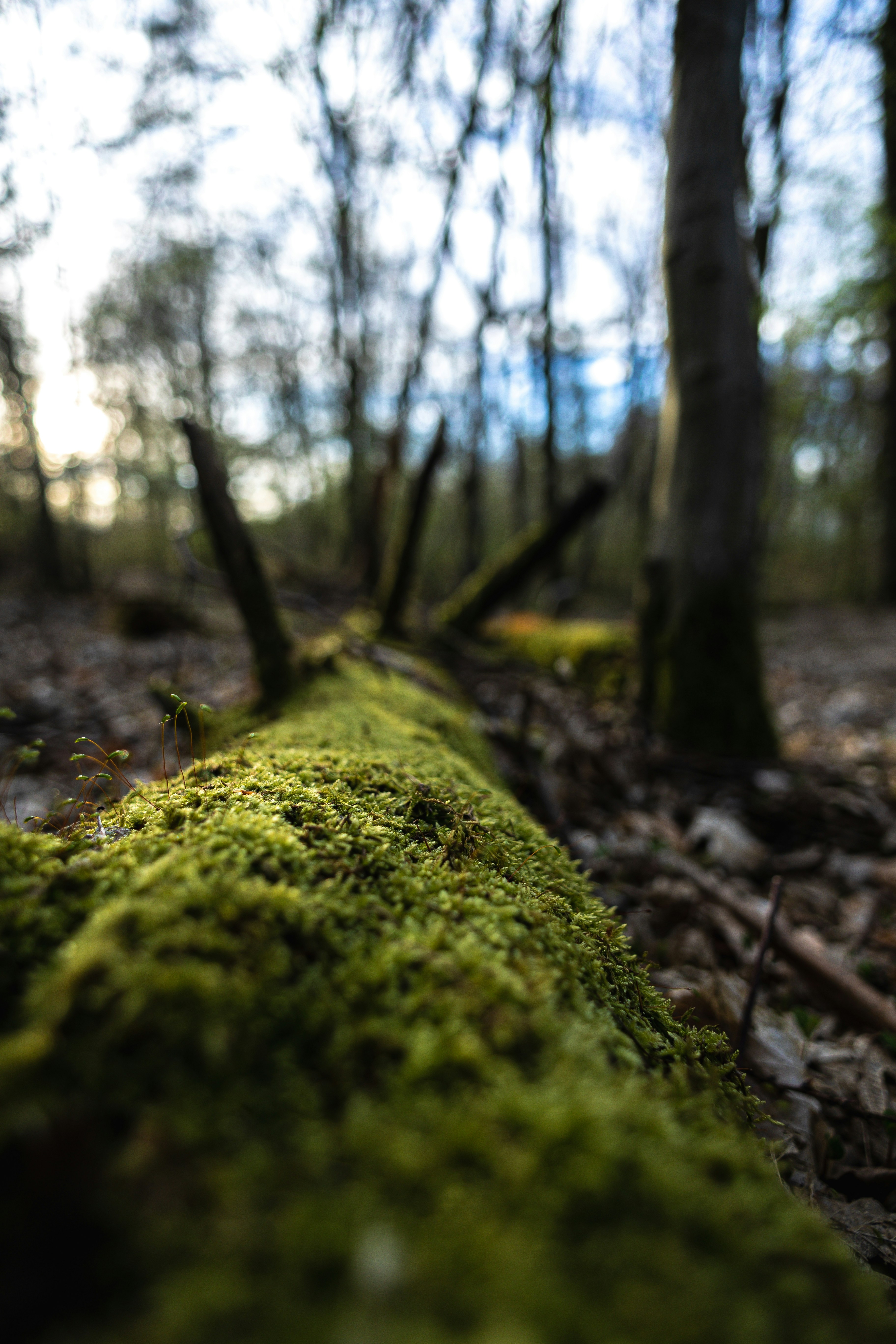 Photo by gnomezgrave