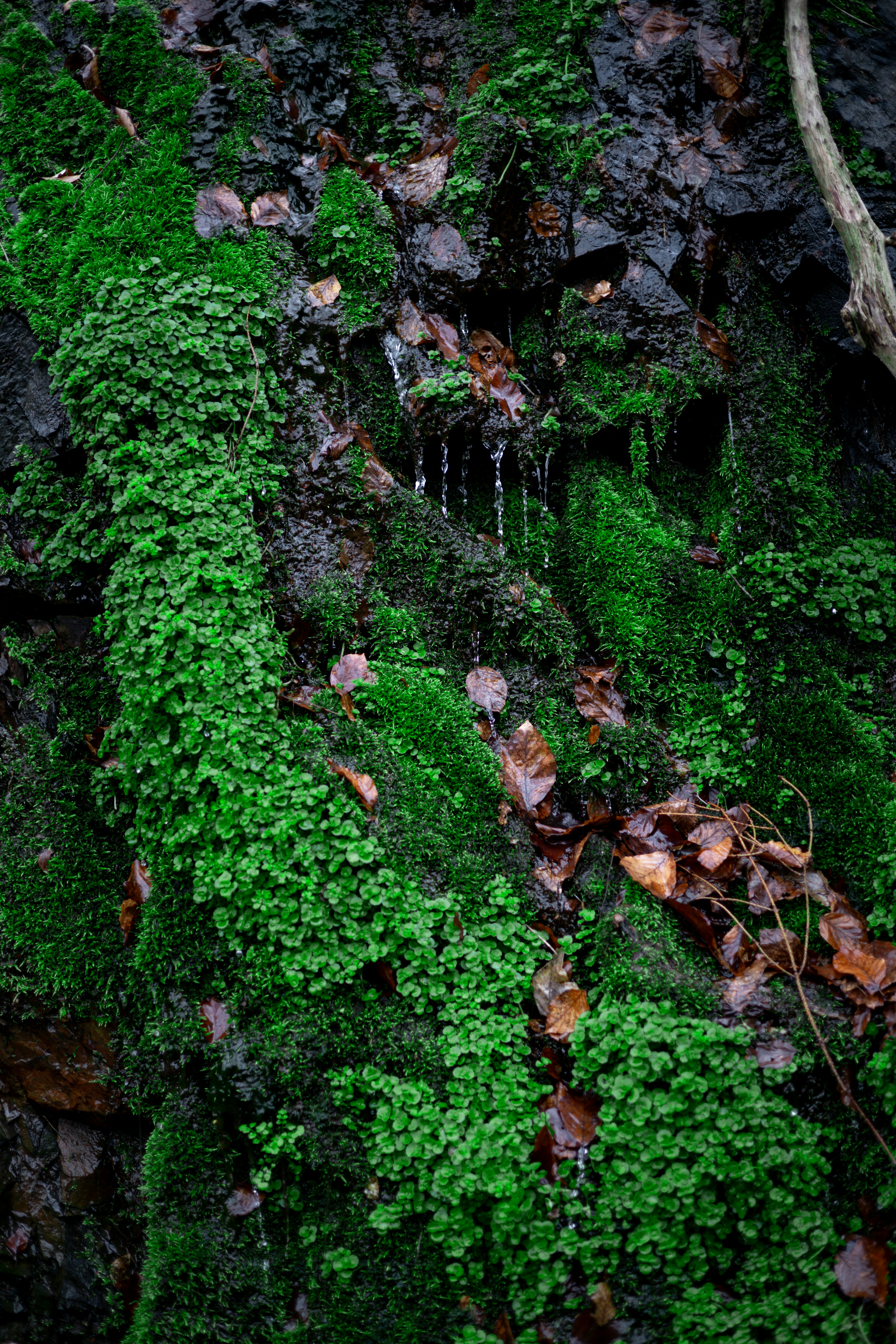 Photo by gnomezgrave