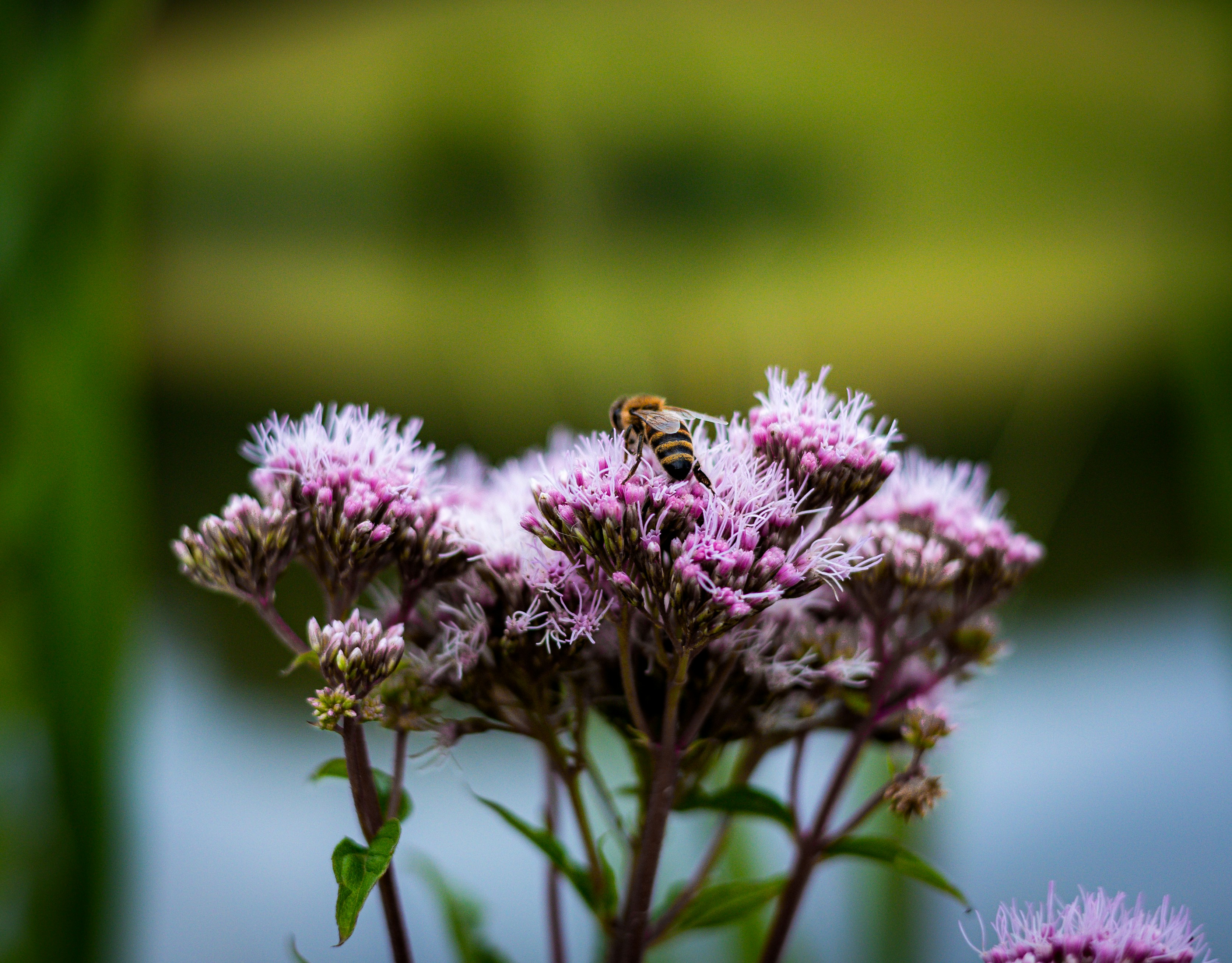 Photo by gnomezgrave