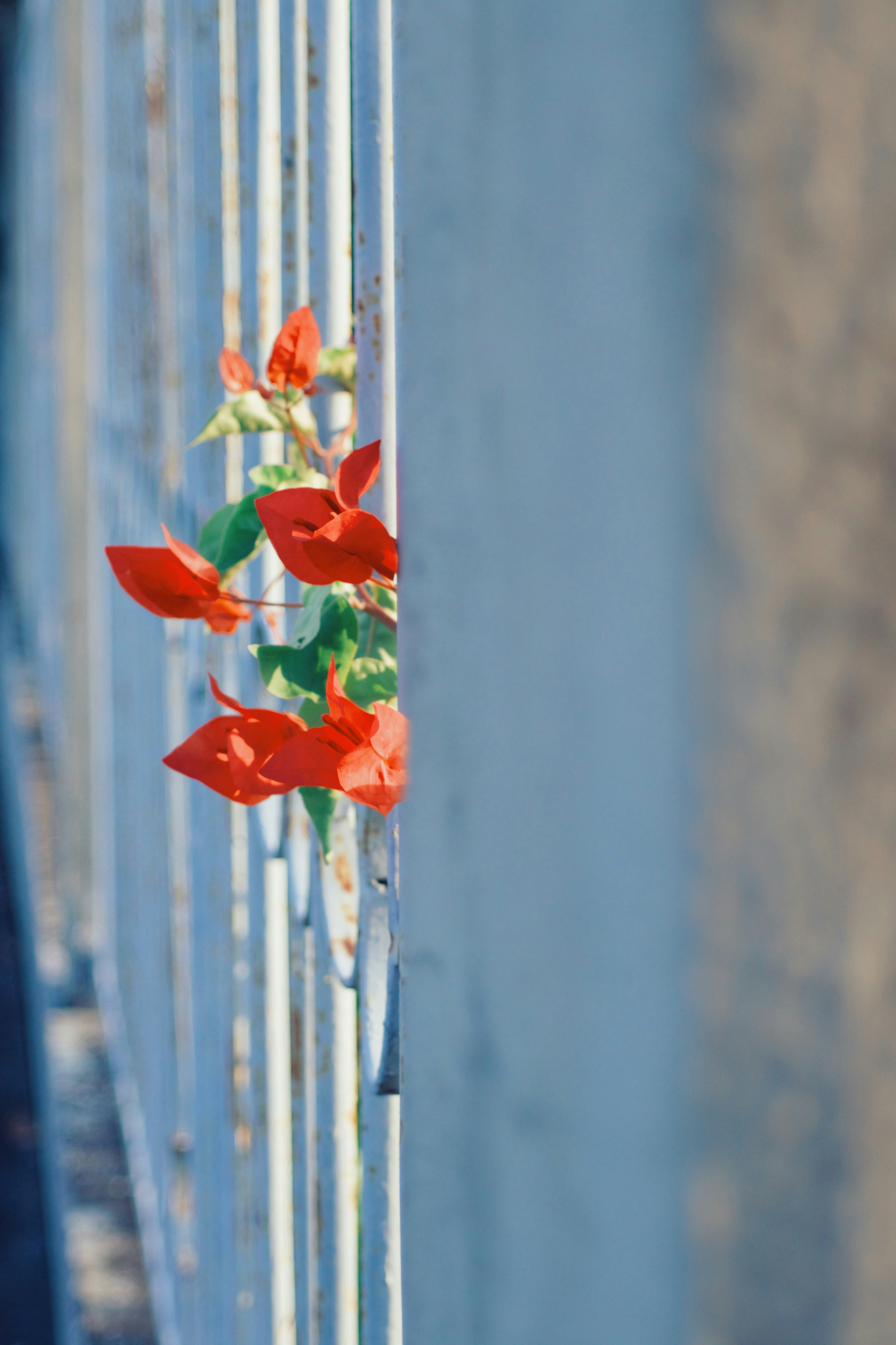 A metal fence with red flowers on it