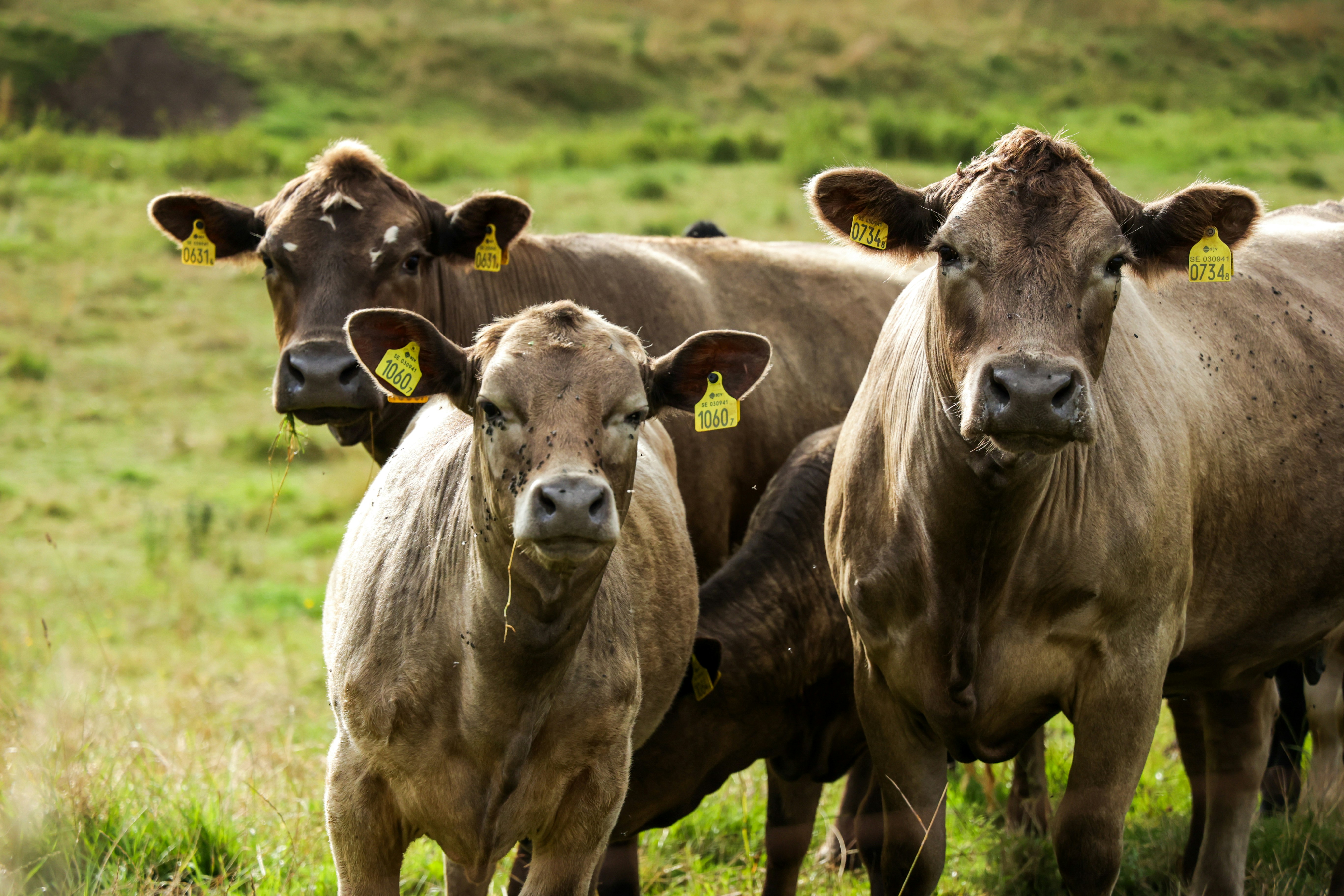 Photo by gnomezgrave