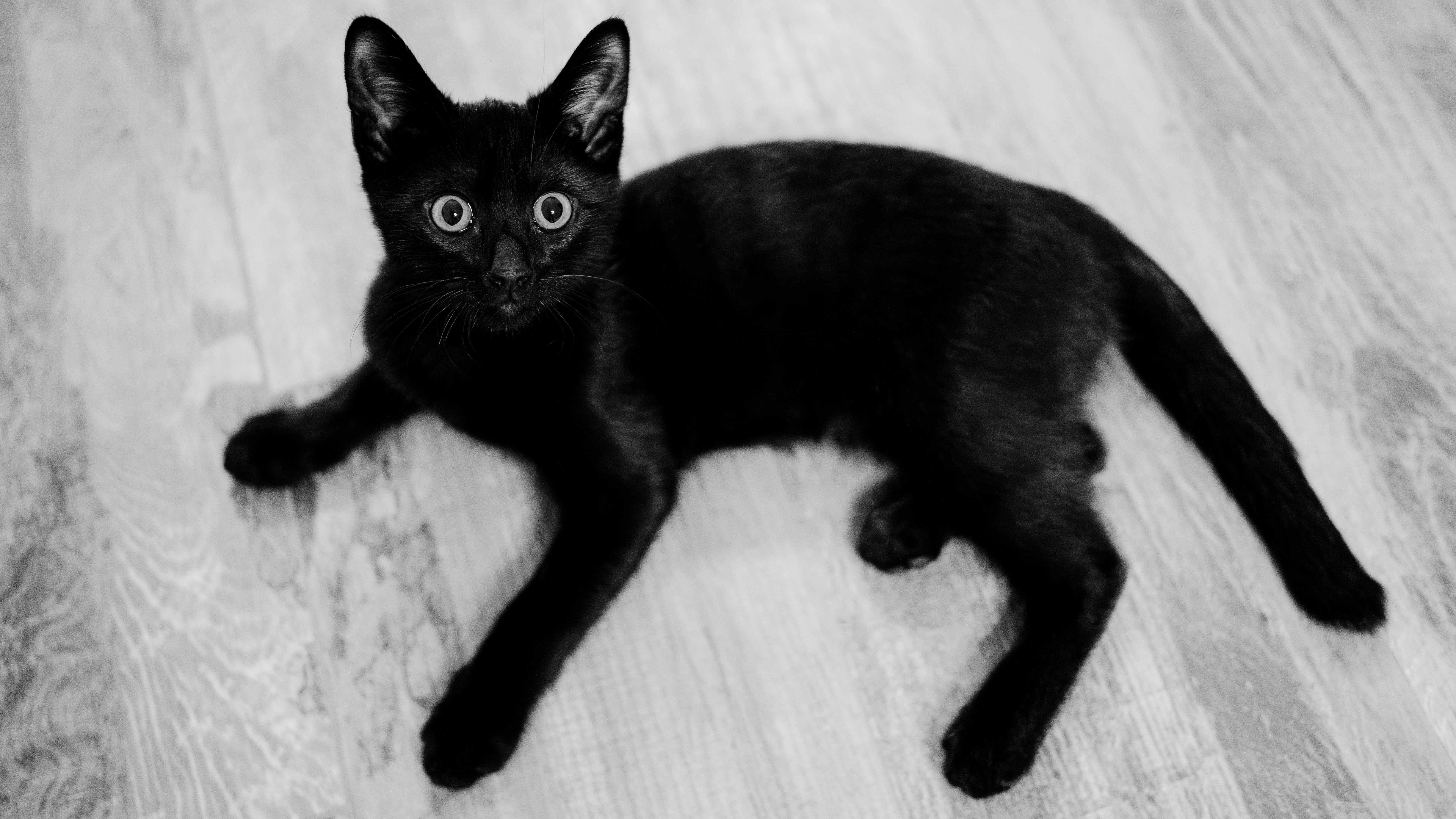 A black cat is laying on the floor photo – Free Cat Image on Unsplash