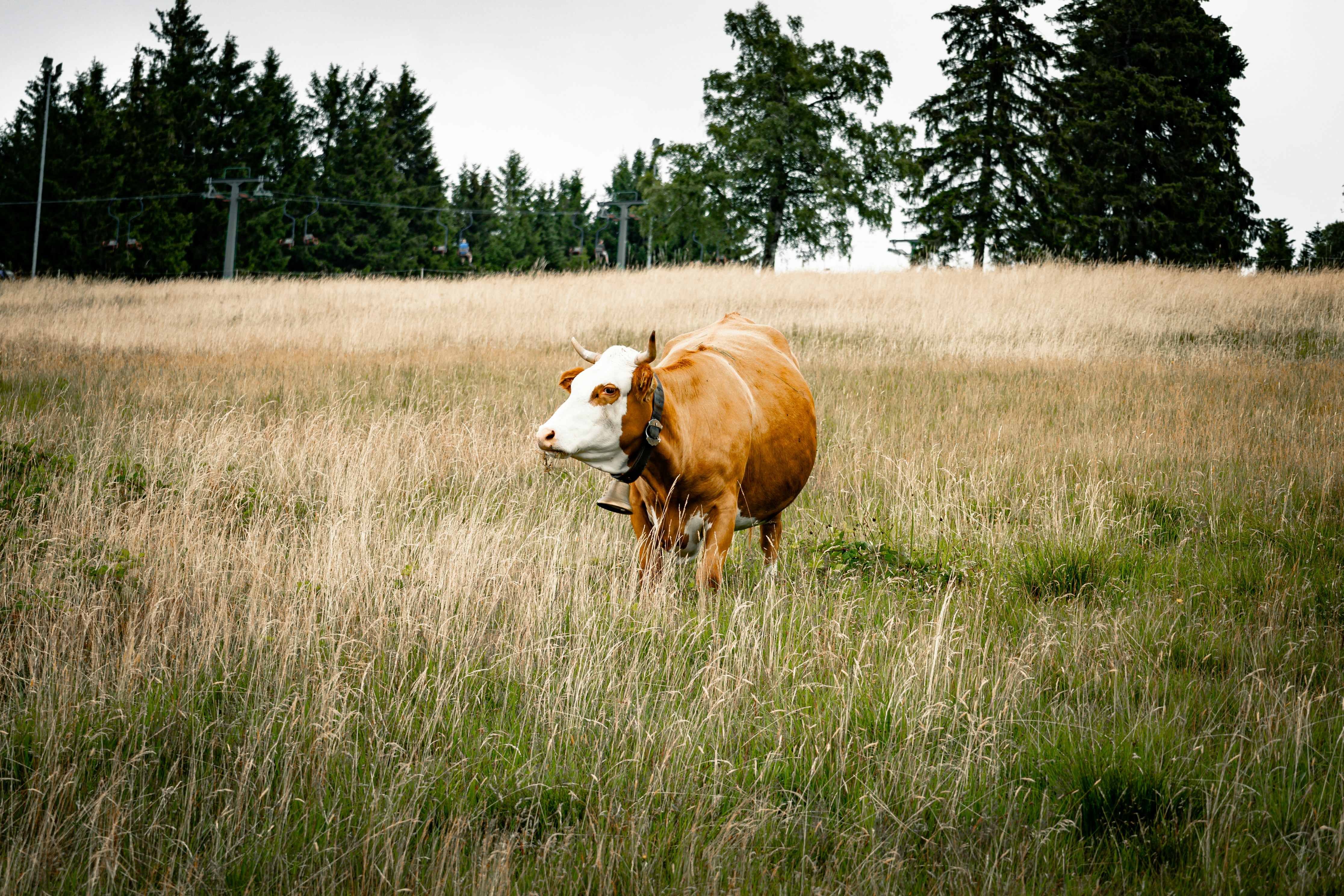 Photo by gnomezgrave