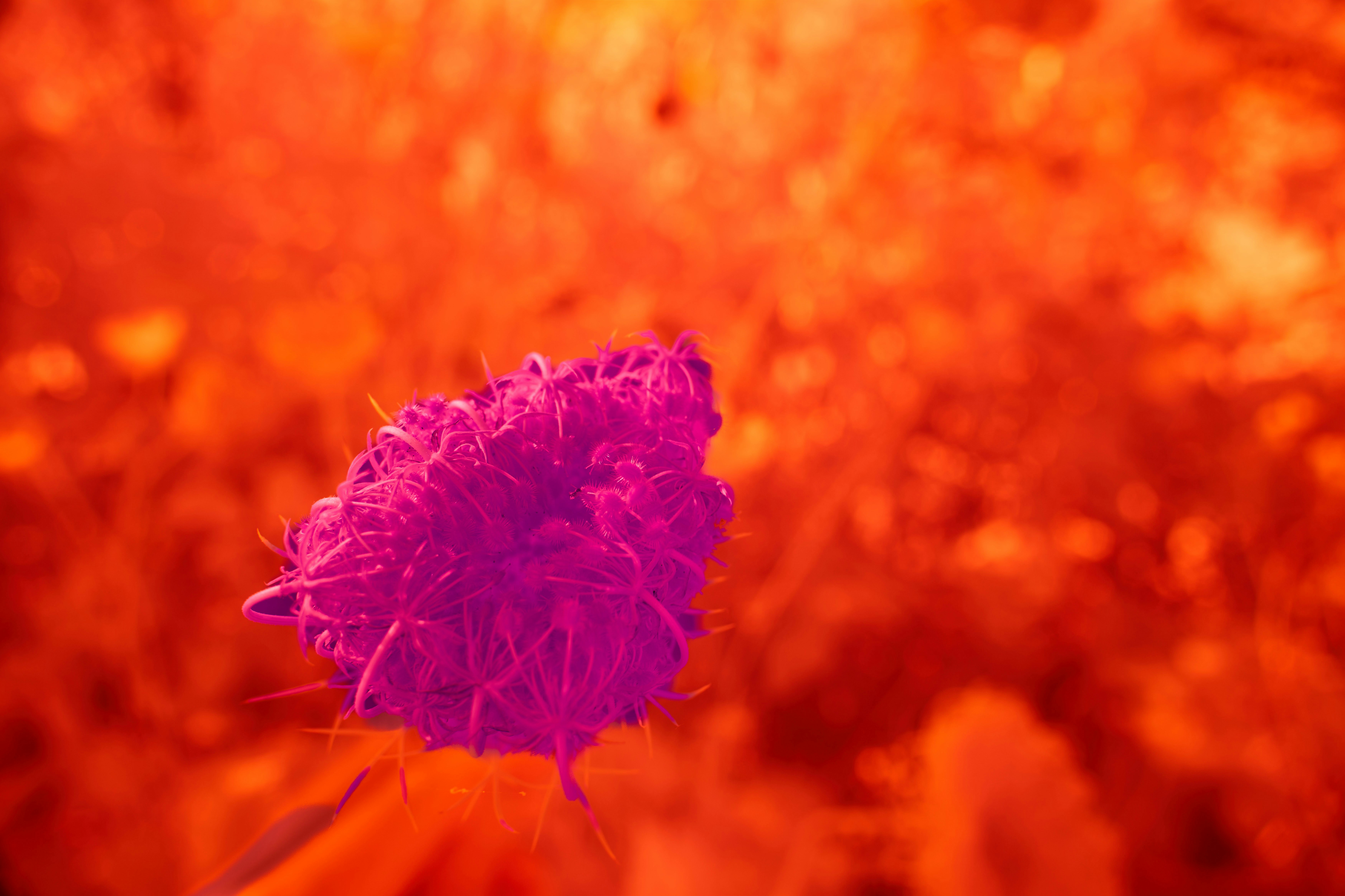 Photo by wolfgang_hasselmann