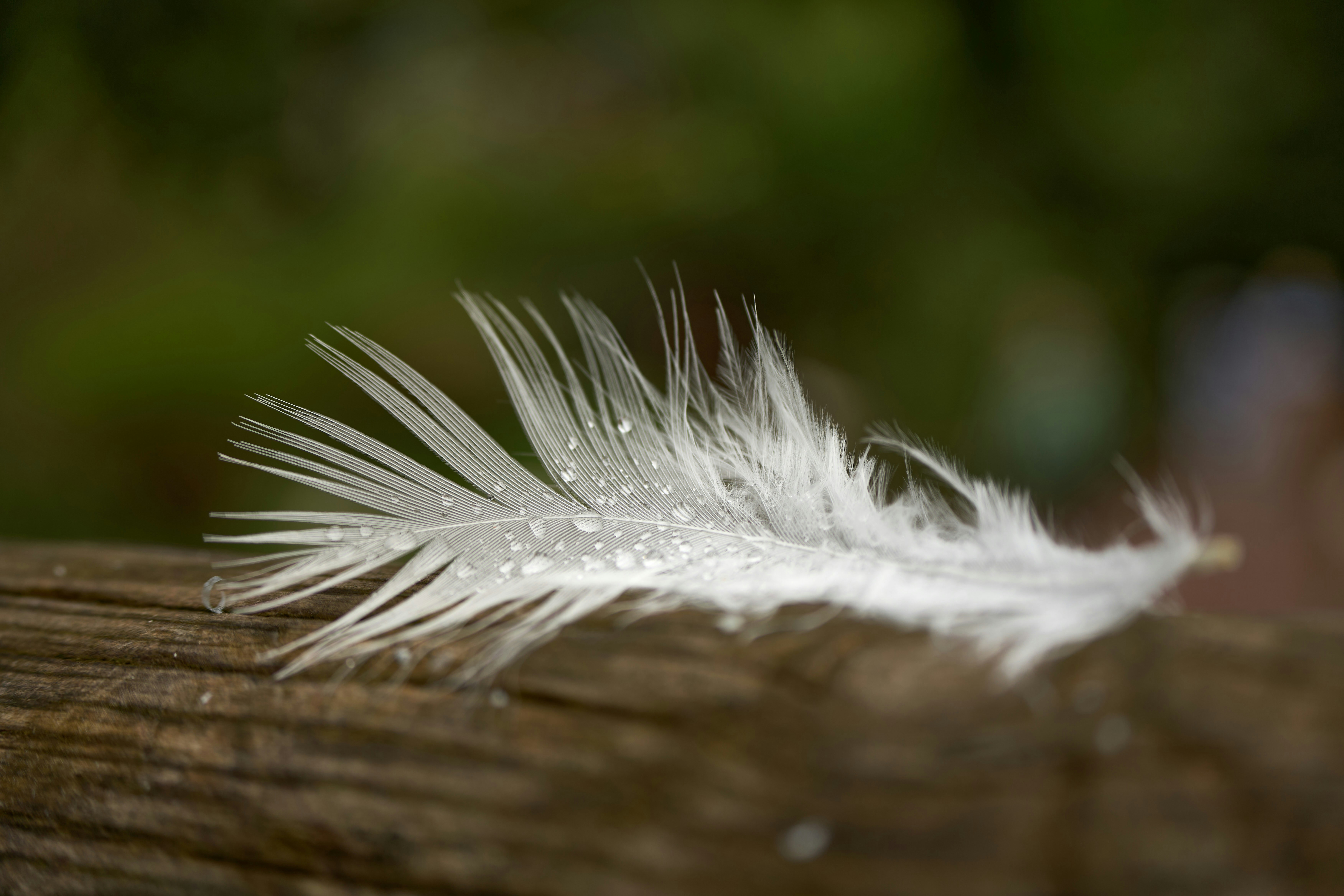 Photo by wolfgang_hasselmann