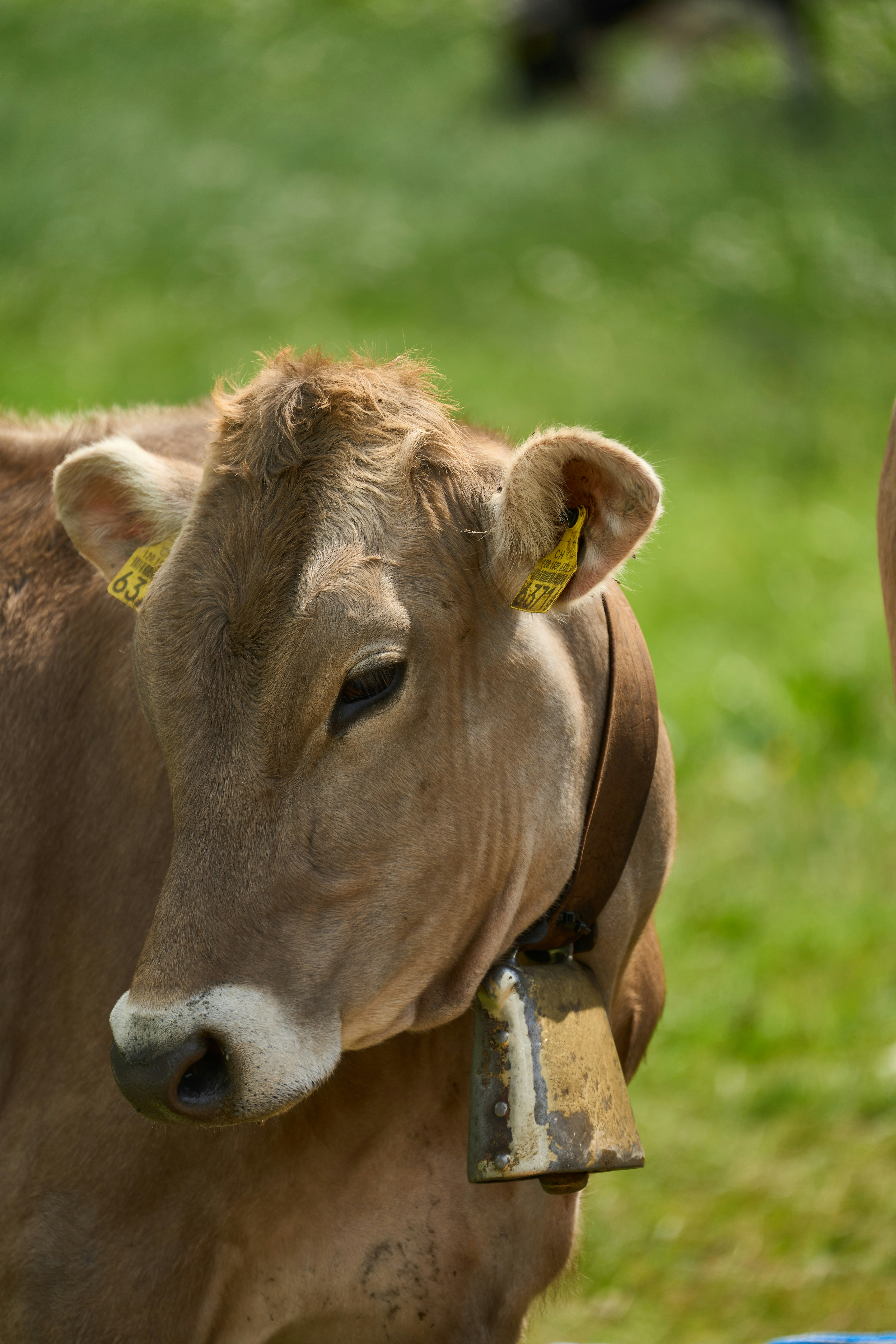 Photo by wolfgang_hasselmann