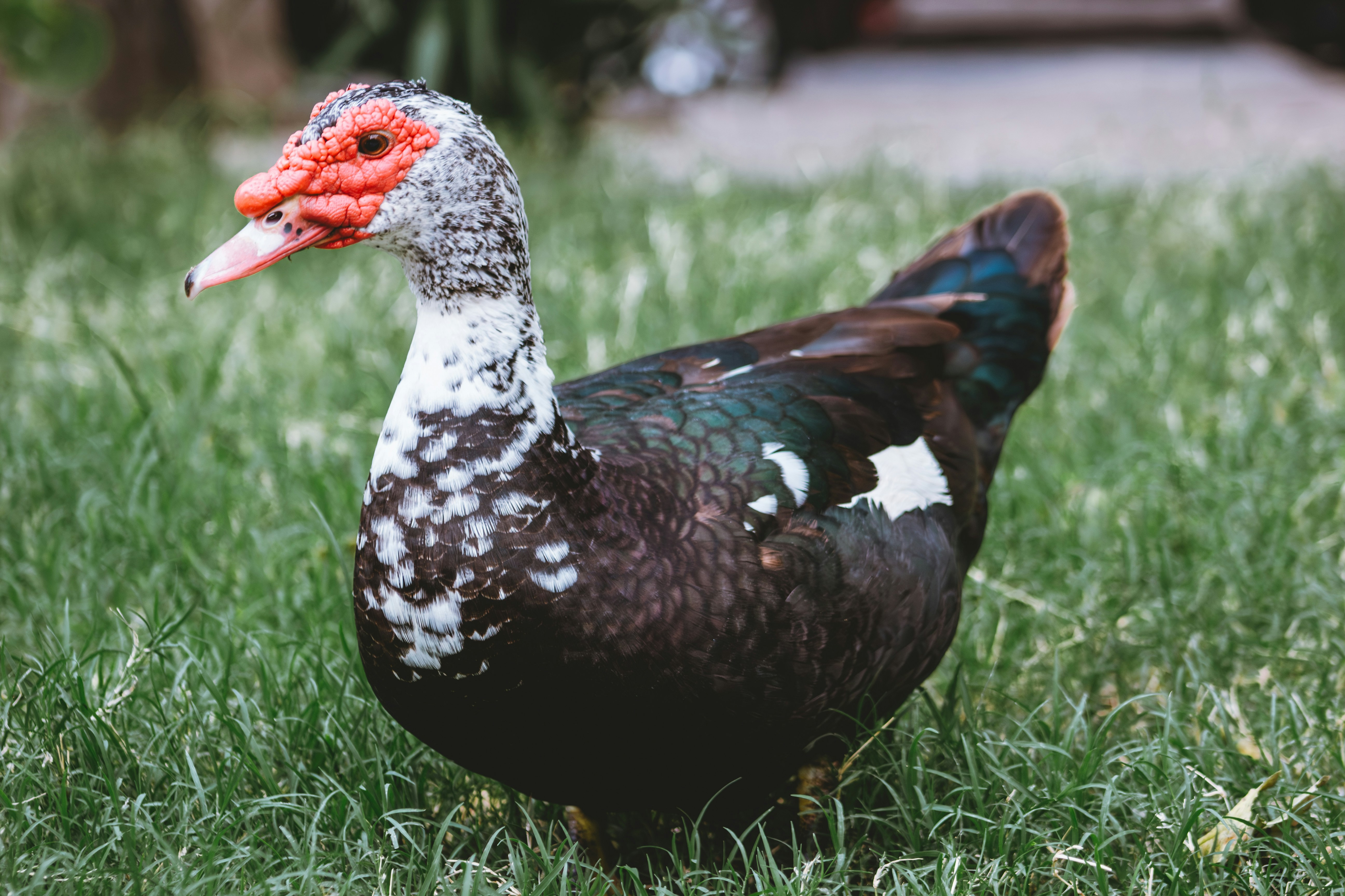 Photo by luciano_rptage