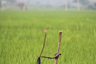 A couple of sticks sticking out of a green field