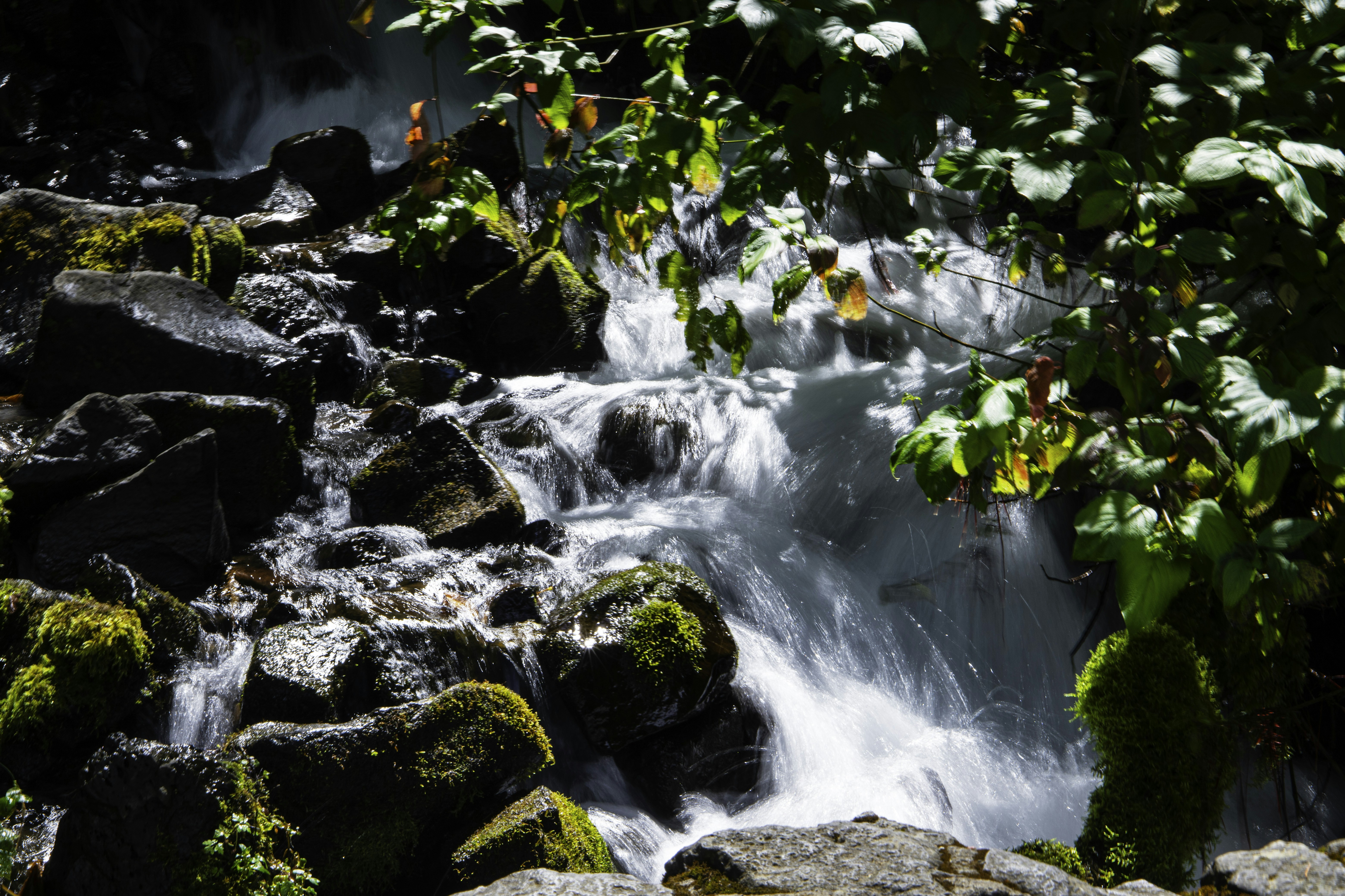 A stream running through a lush green forest