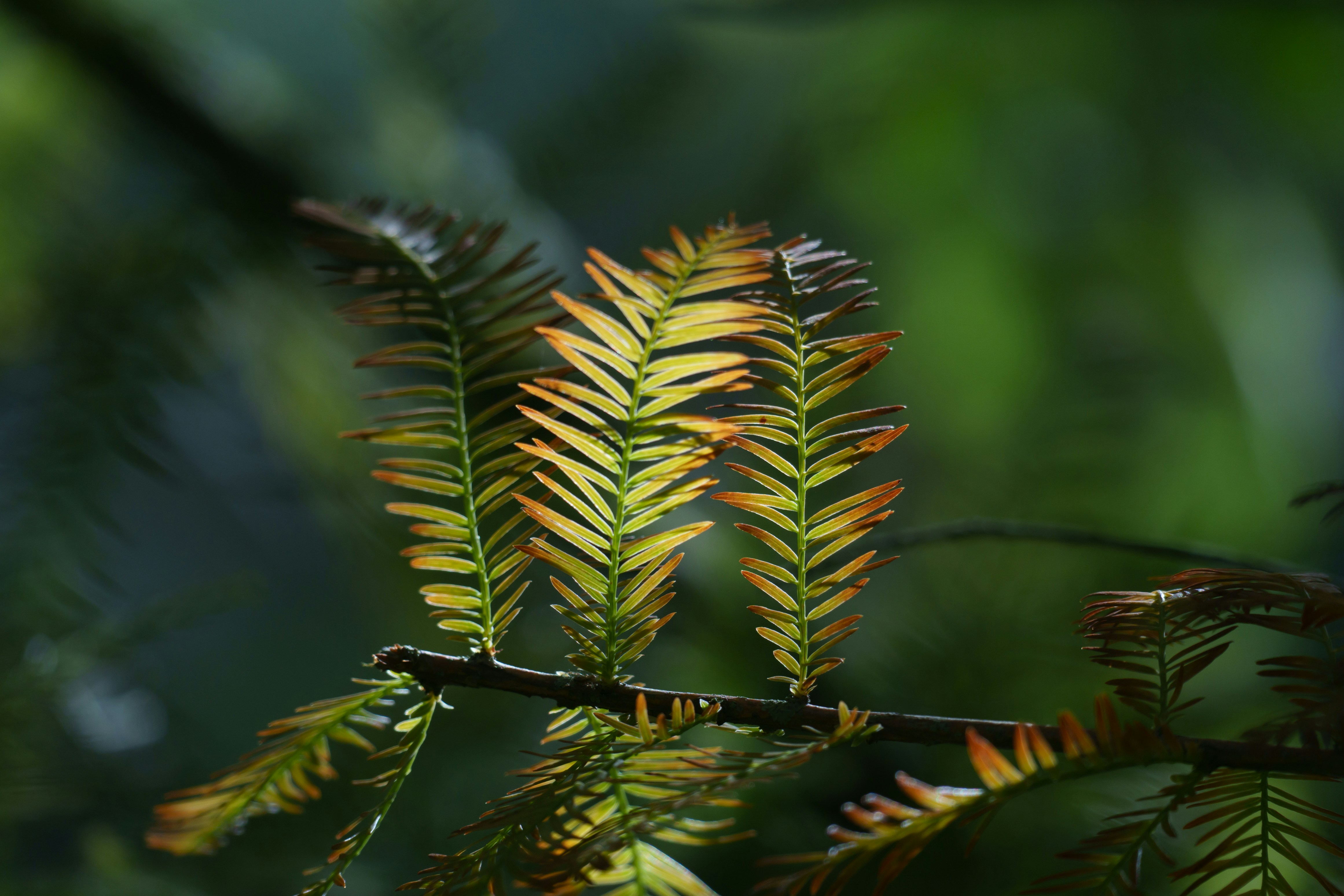 Pécs – Accommodation & Where to Stay