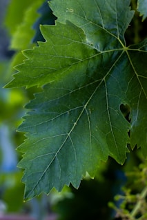 A close up of a green leaf on a tree