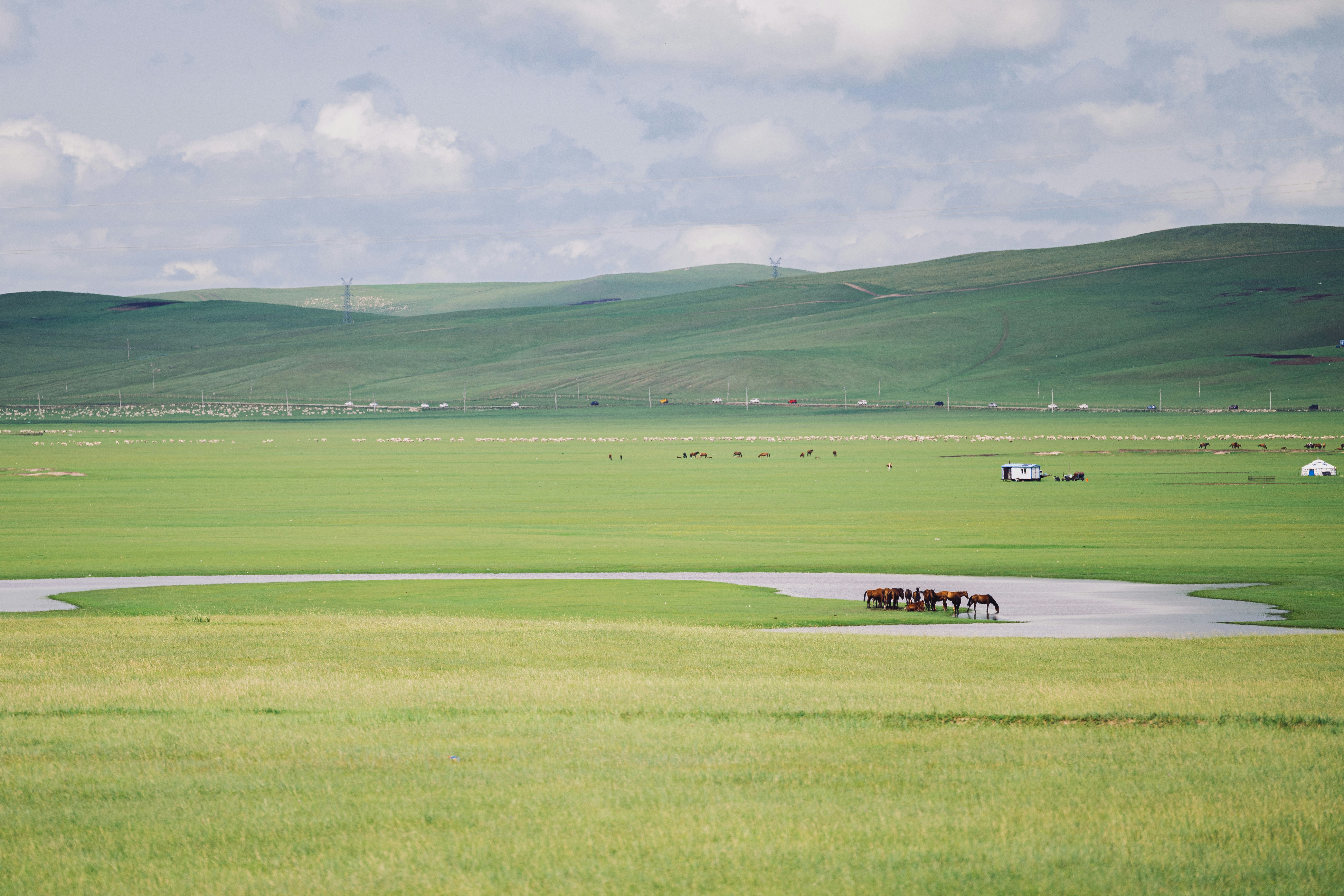 A large open field with a few horses in it