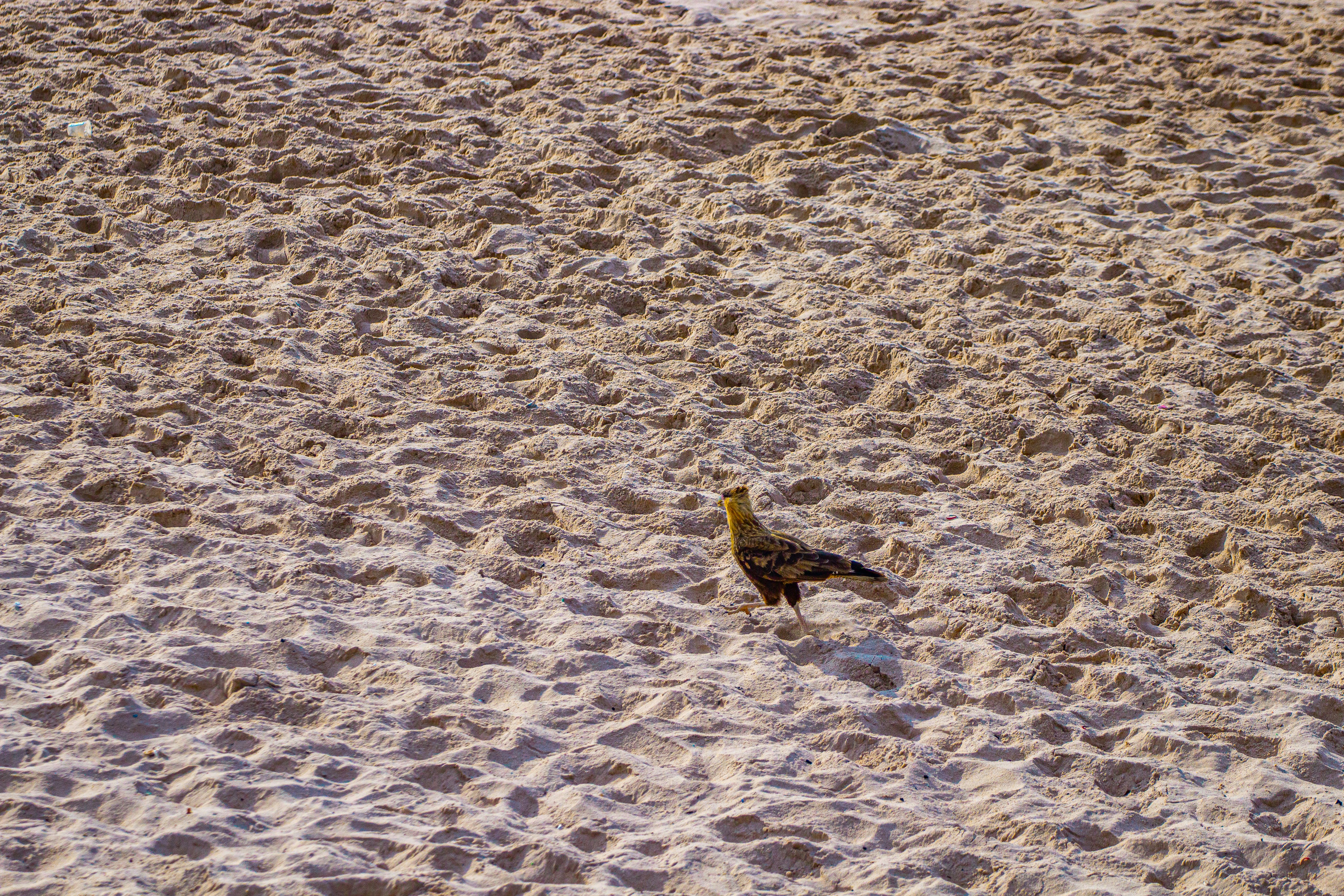 Photo by lucianooliveira