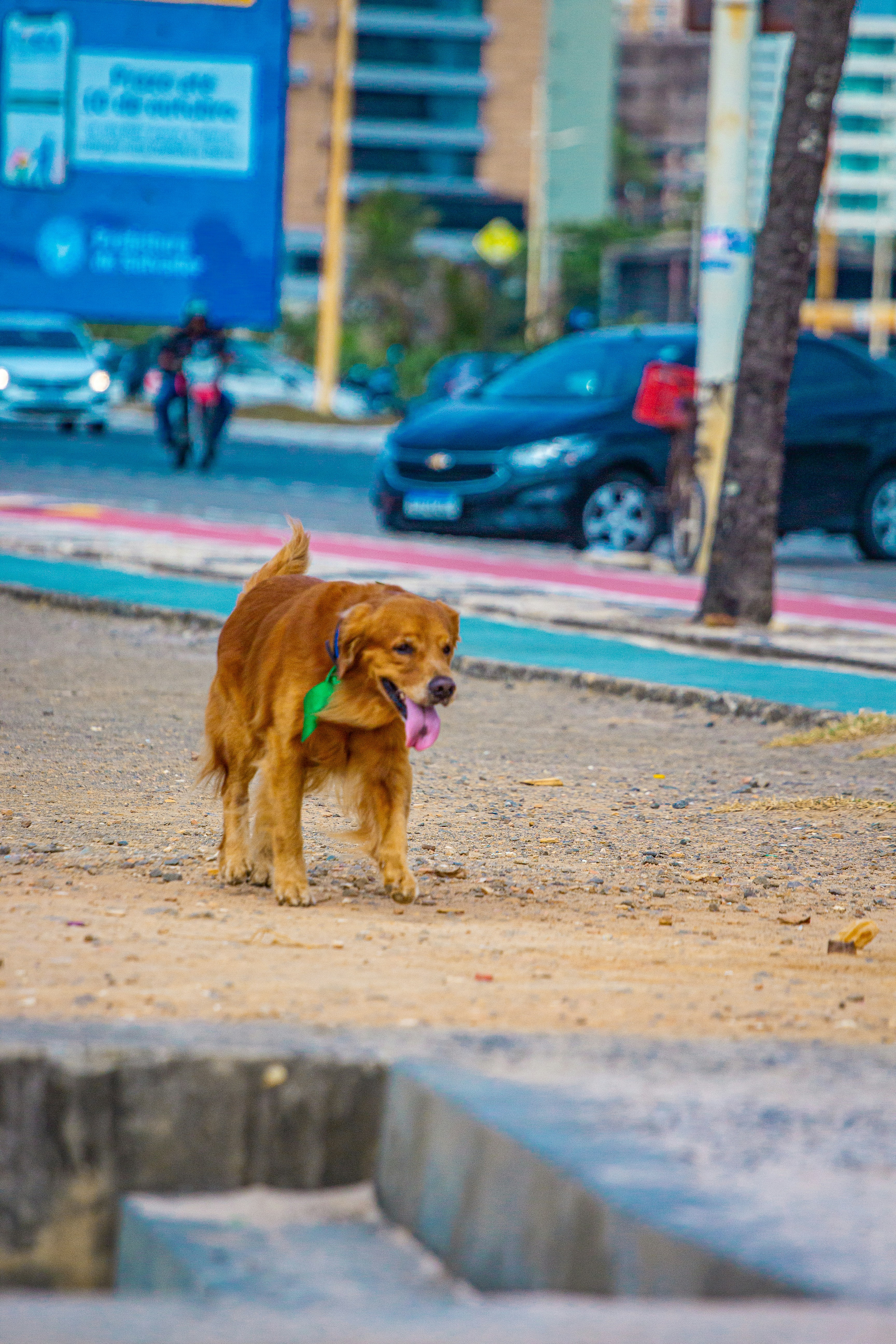 A brown dog with a green collar walking down a street