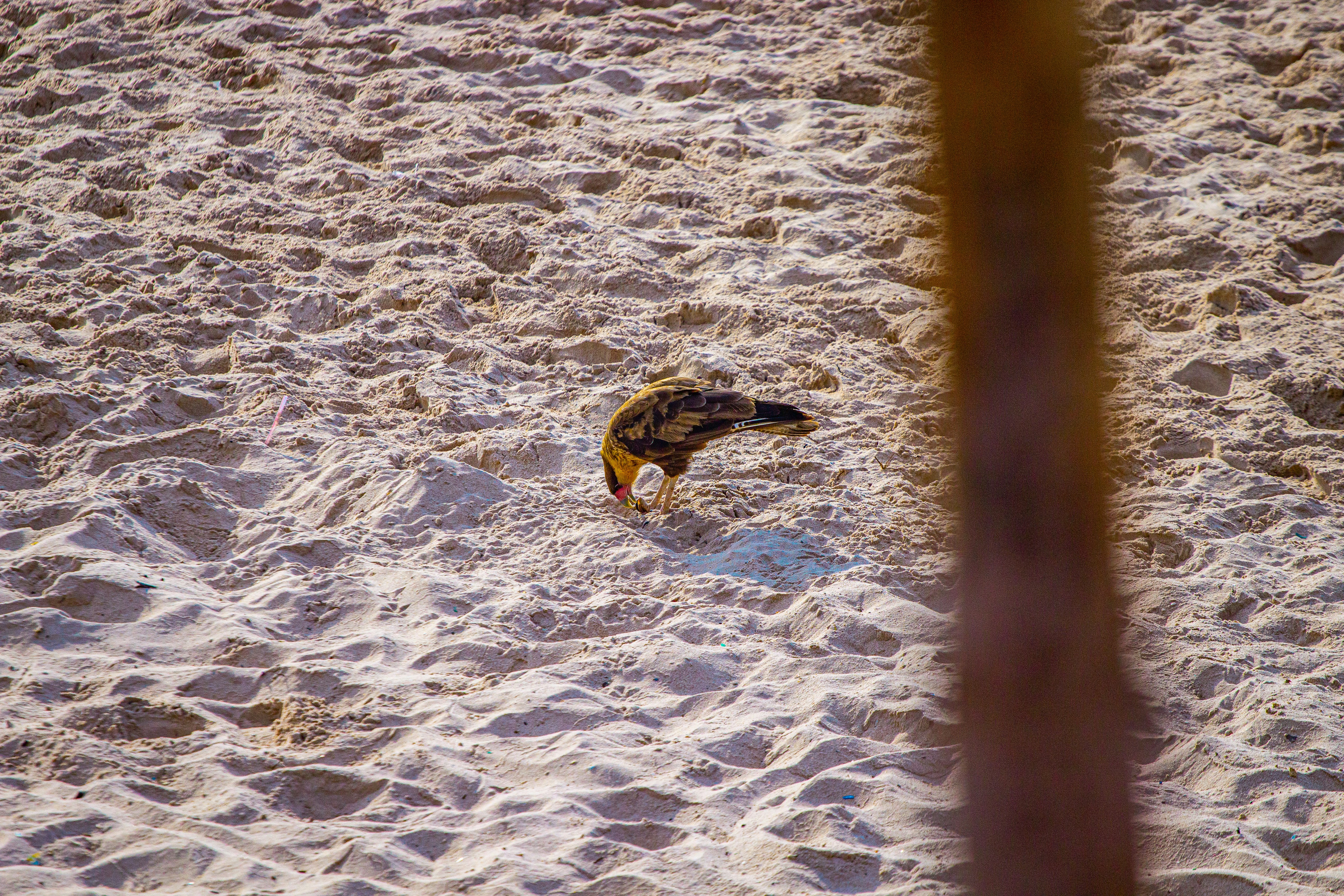 A bird is standing on a sandy beach