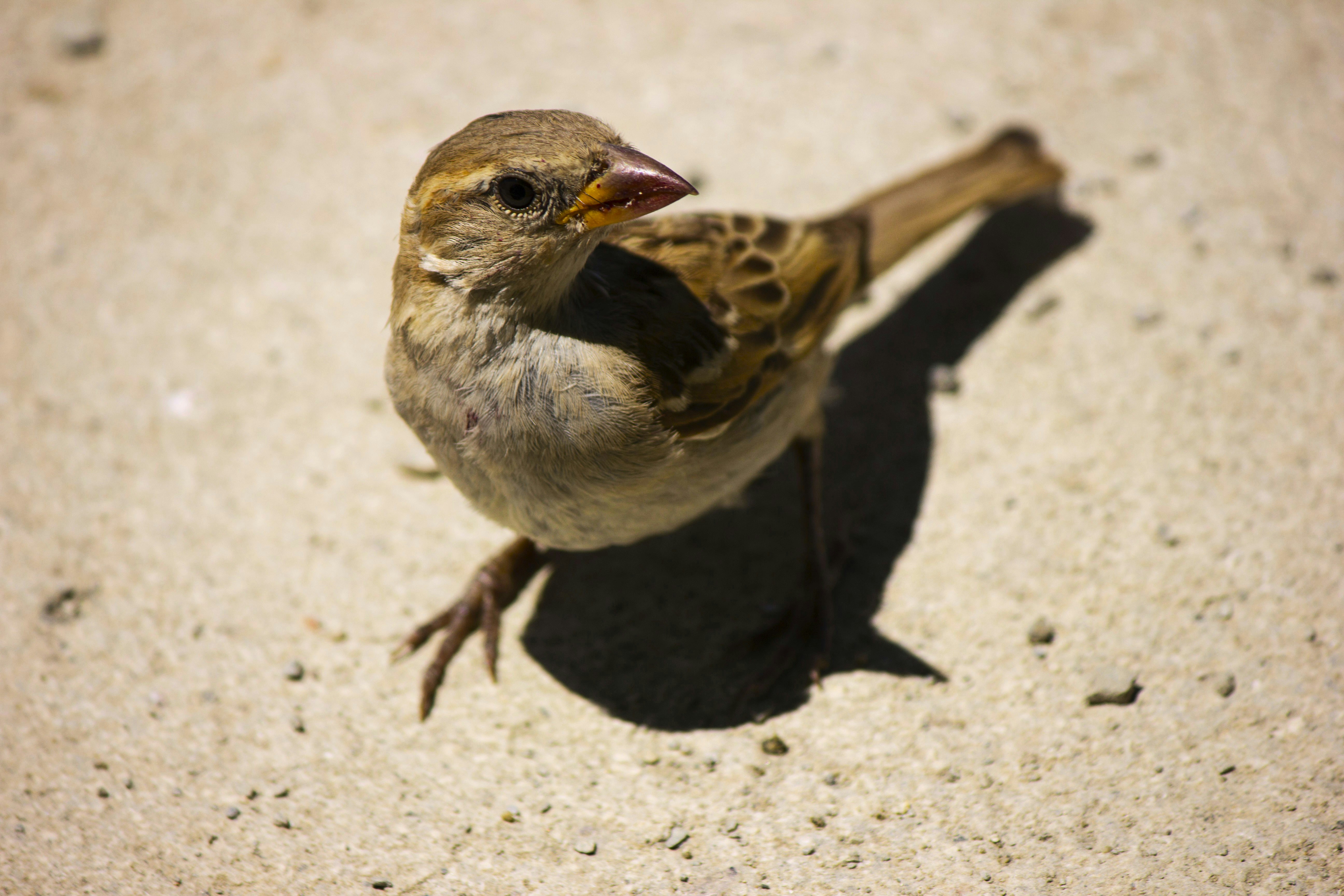 Photo by cengizozarpat