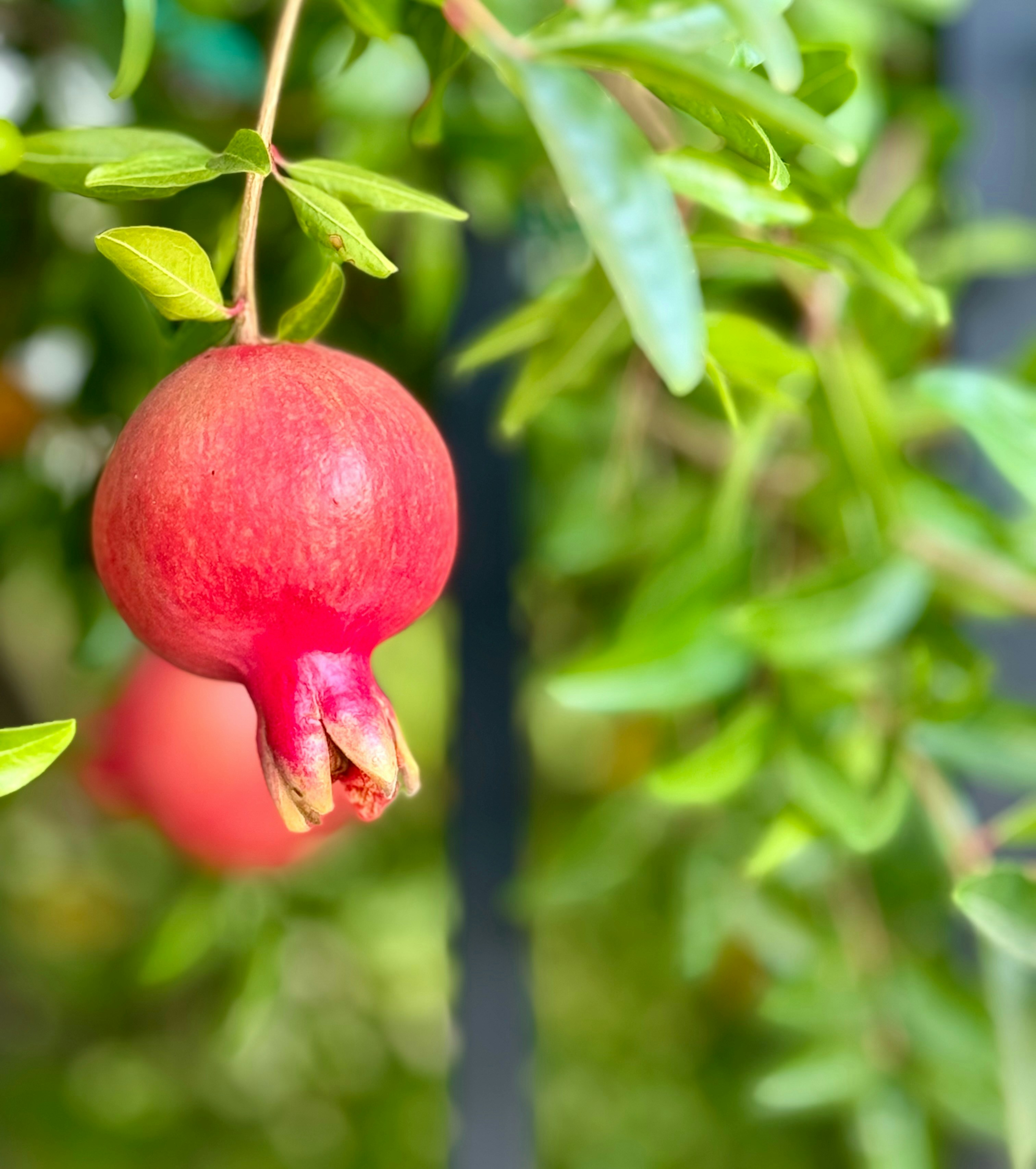 A pomegranate hanging from a tree branch