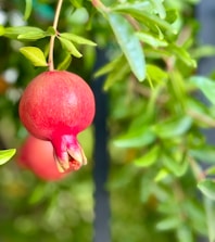 Organic pomegranate sour export product by MG Değer Gıda A.Ş
