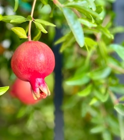 Organic pomegranate sour export product by MG Değer Gıda A.Ş