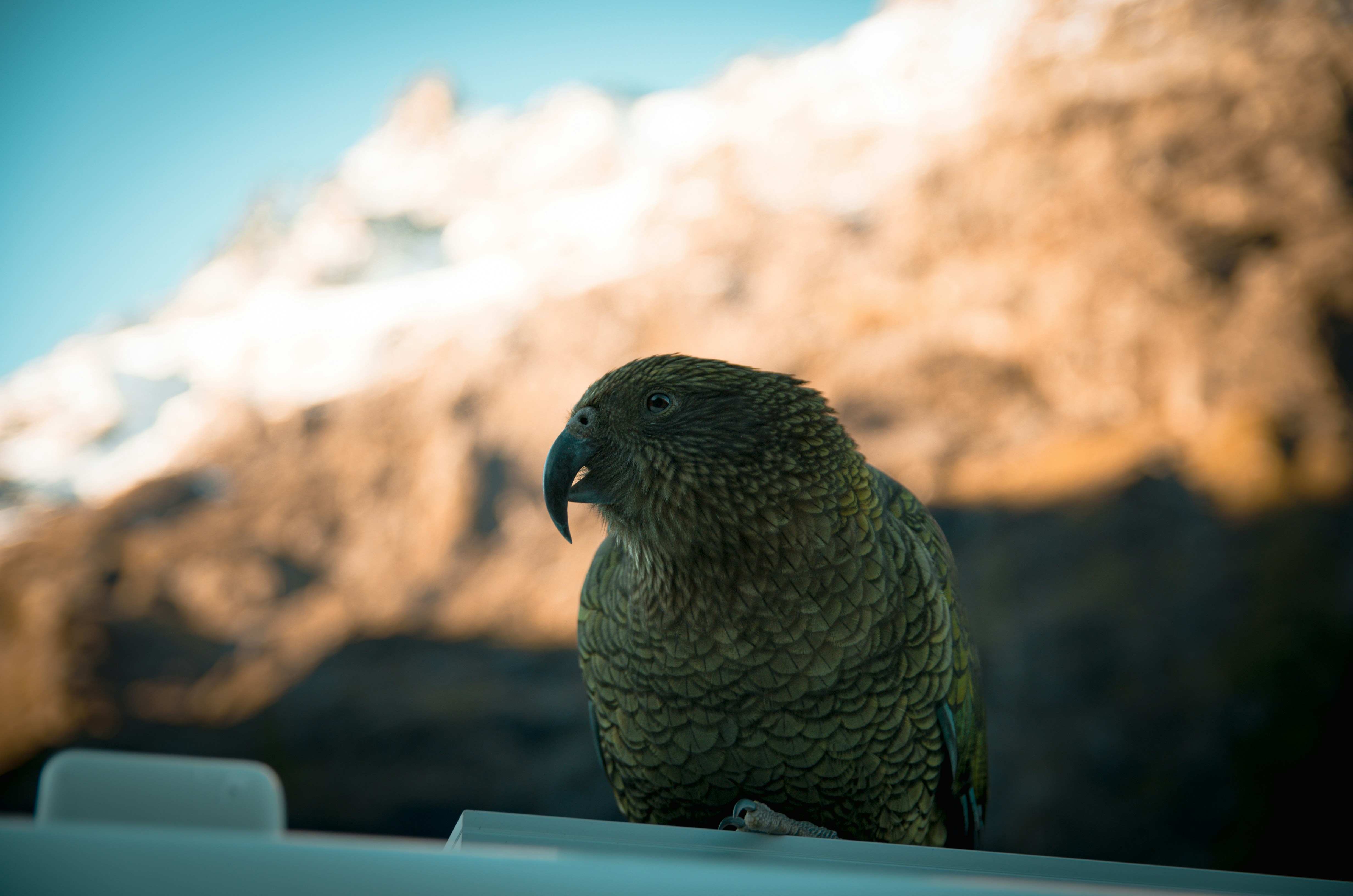 Kakapo: New Zealand's Flightless Night Parrot (image credits: unsplash)