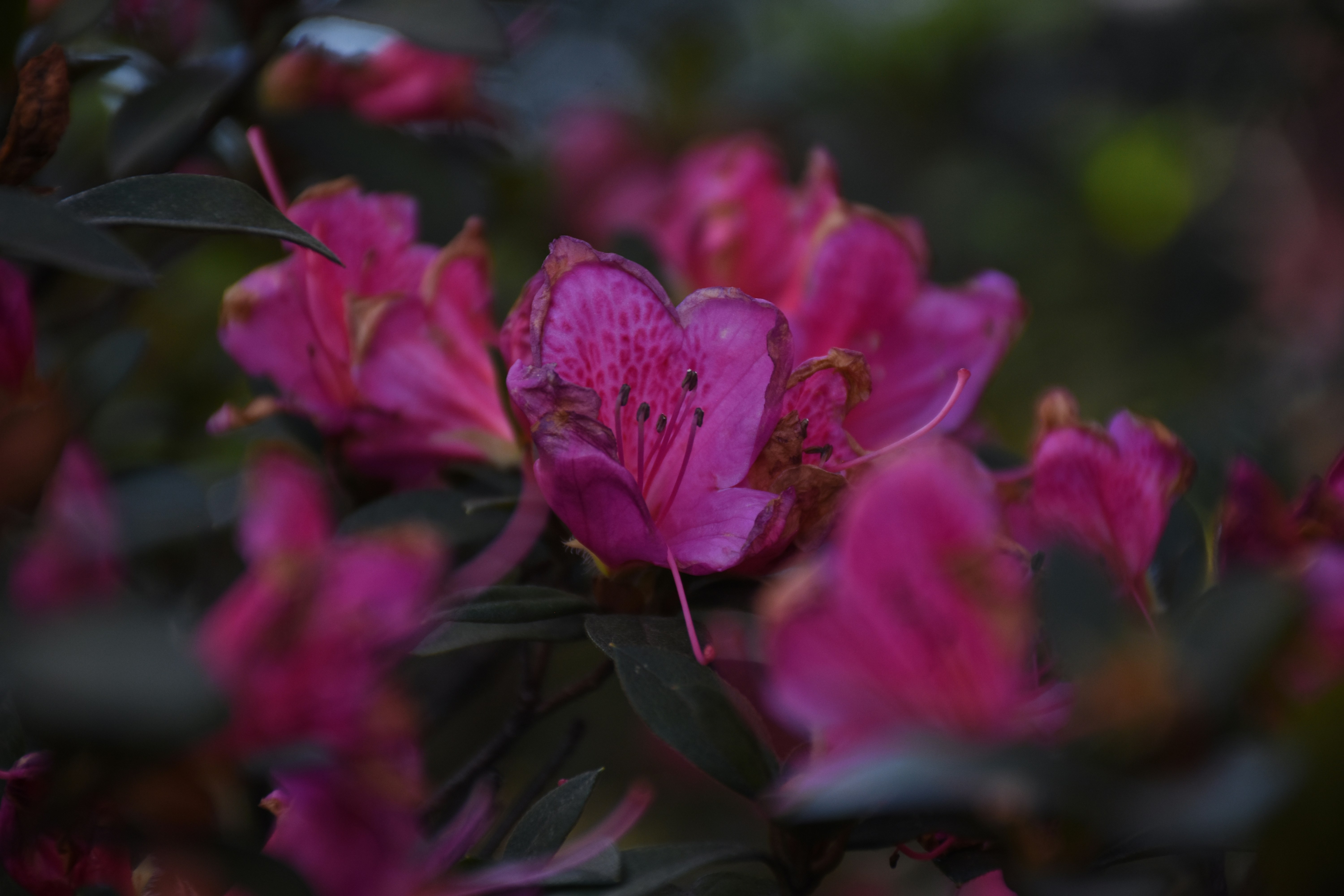 Photo by fernando_bertrand