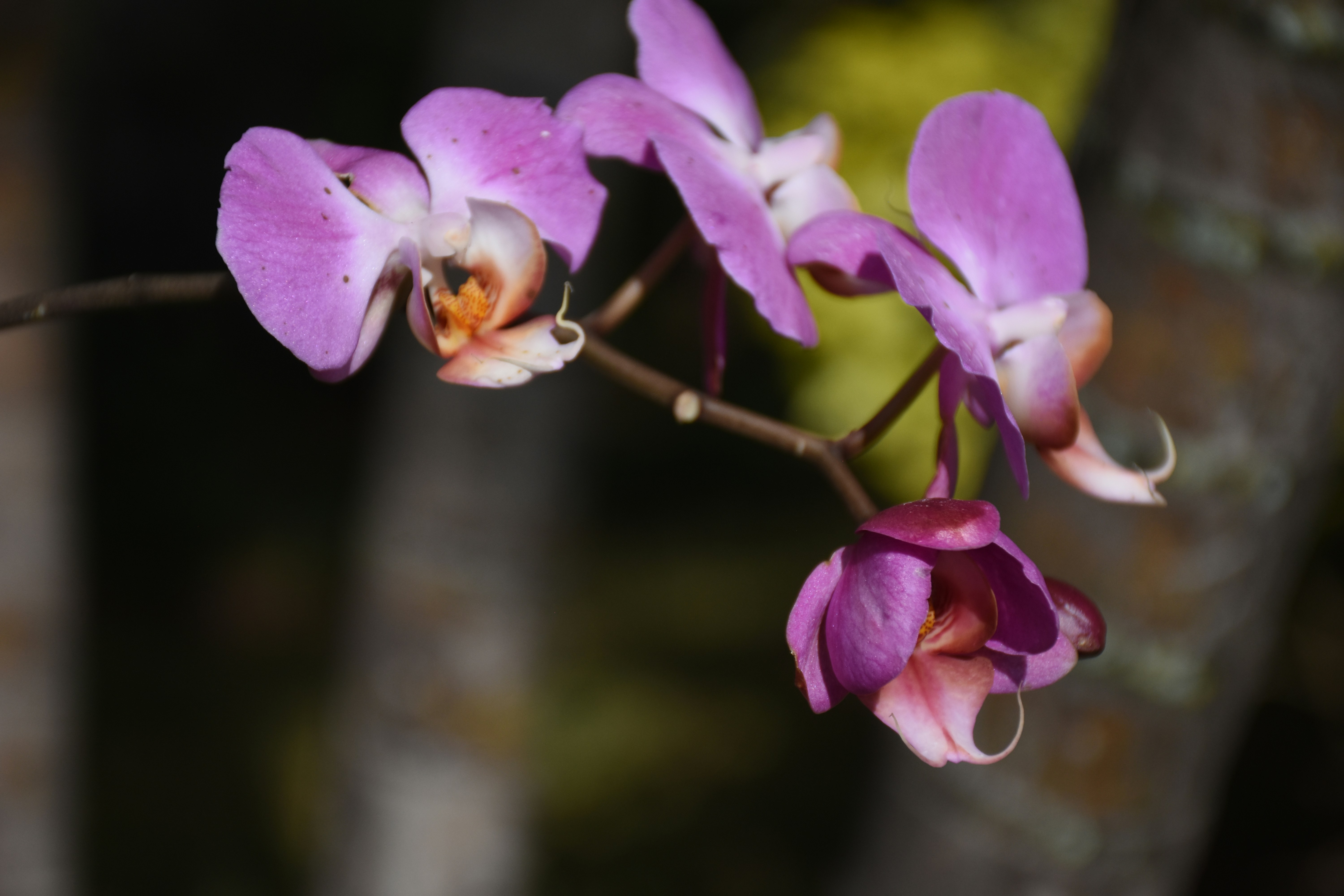 Photo by fernando_bertrand