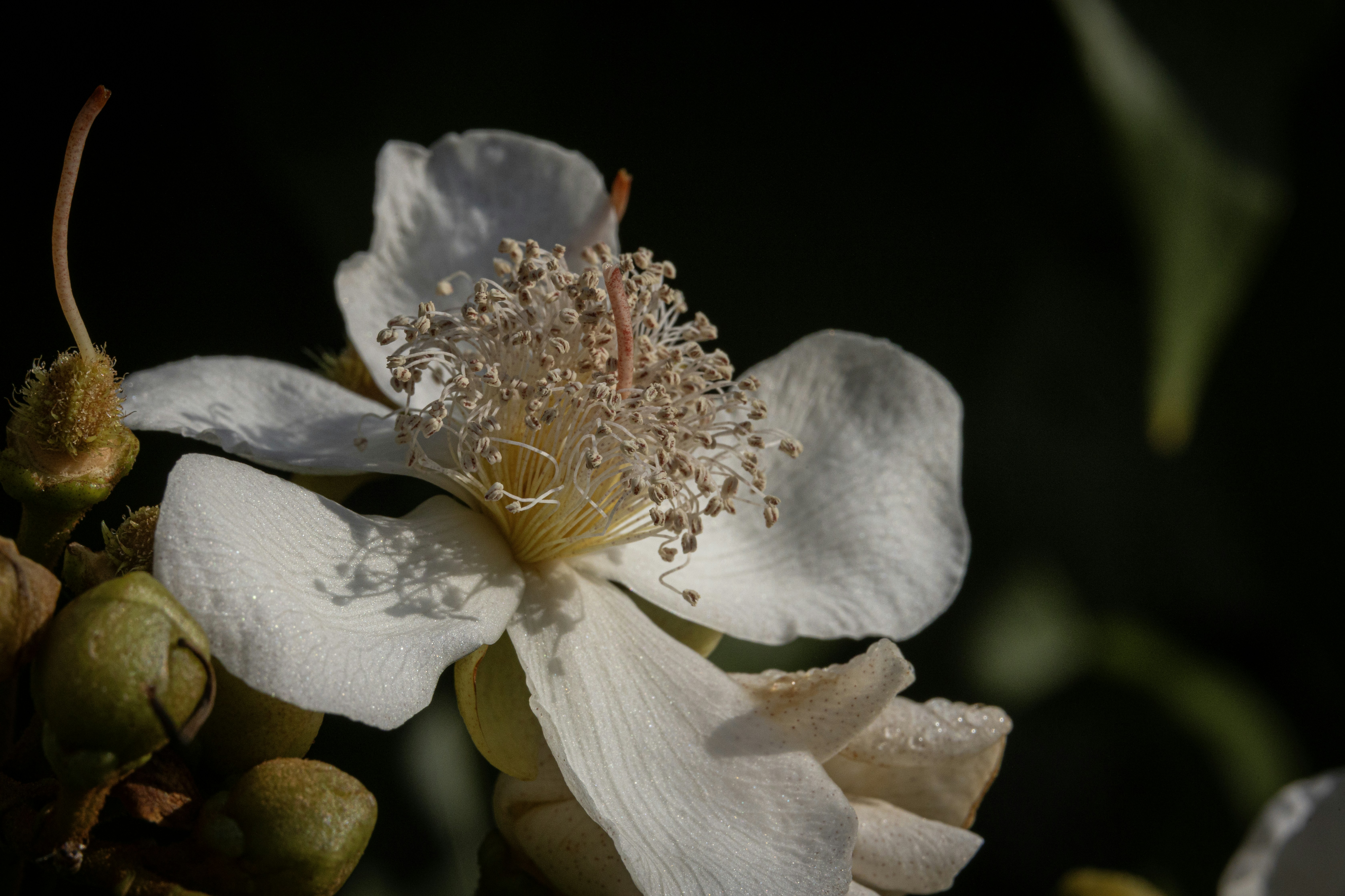 A close up of a white flower on a tree