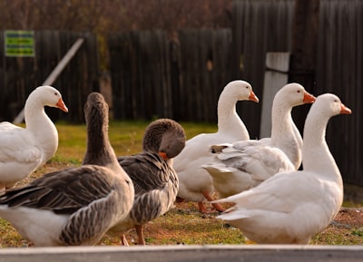 Geese