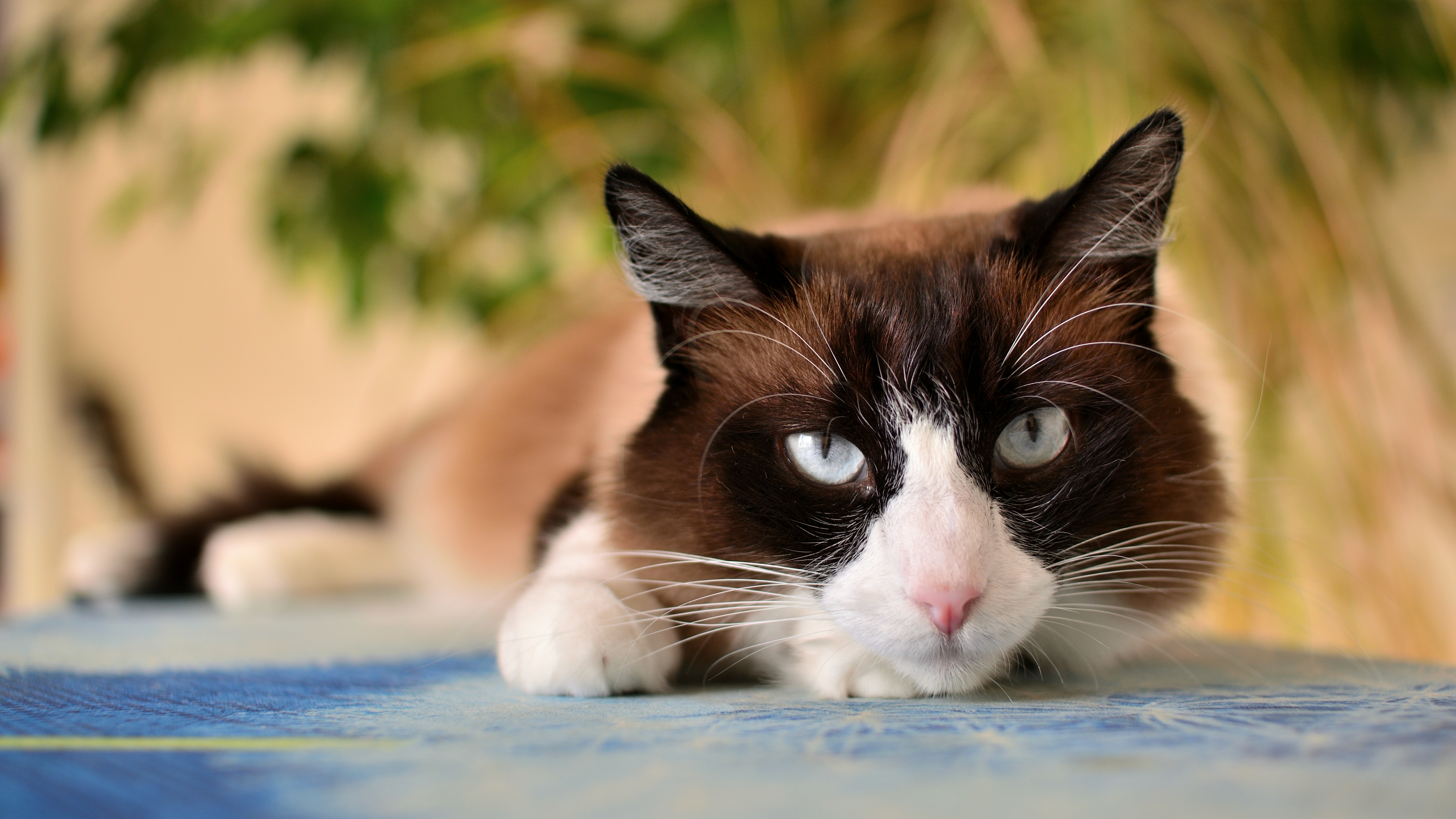 A brown and white cat laying on top of a table