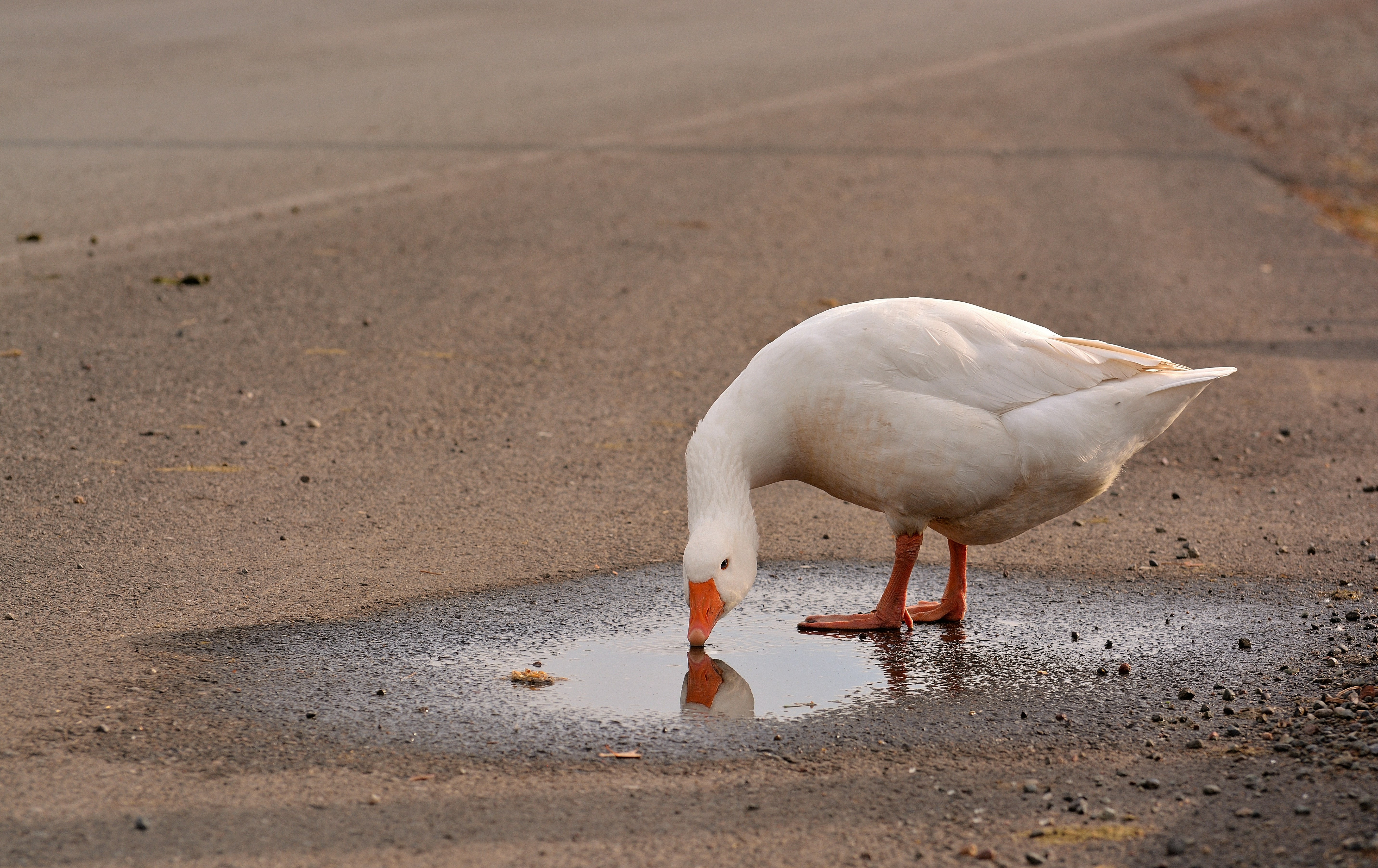 A white bird drinking water from a puddle