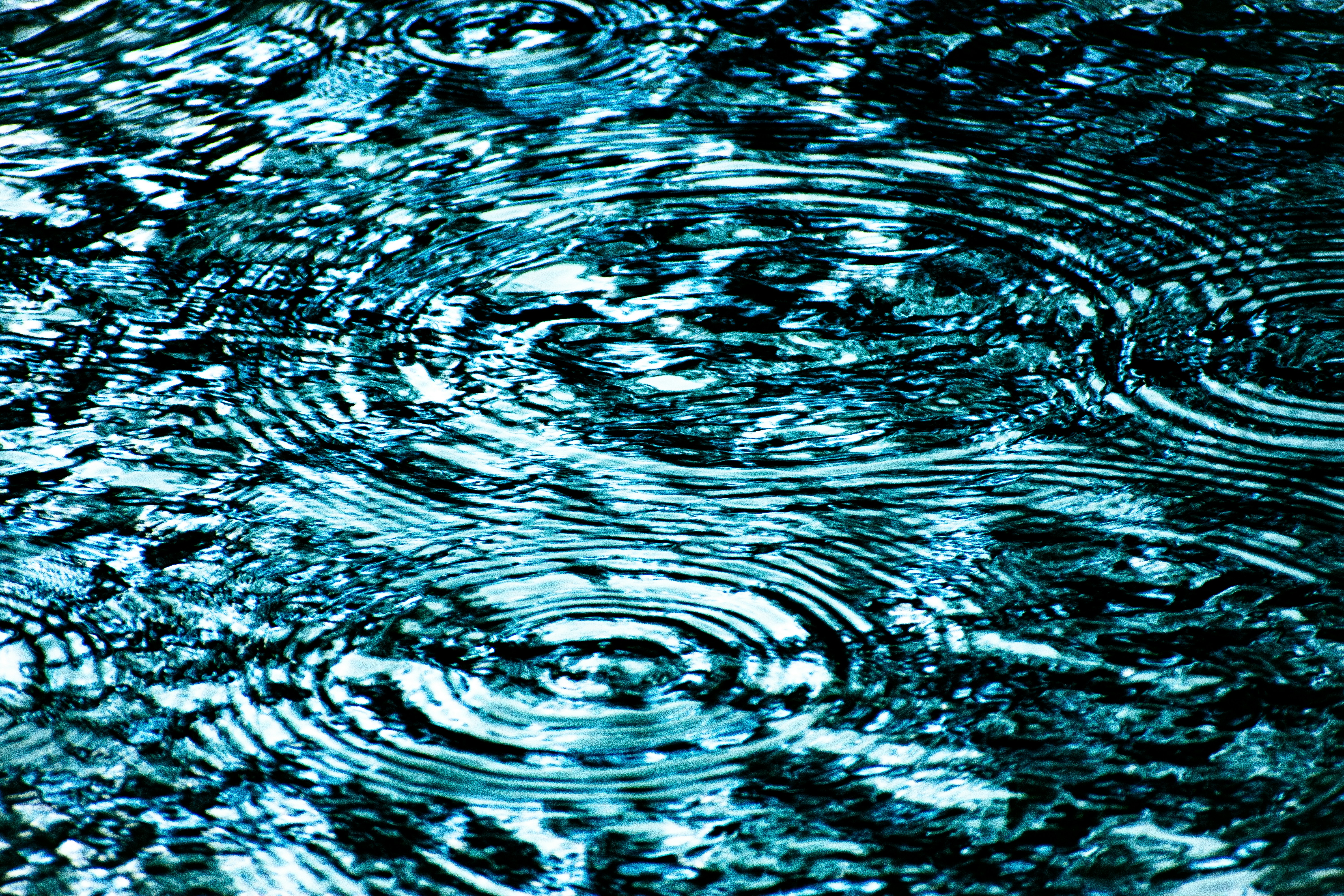 A group of raindrops floating on top of a body of water