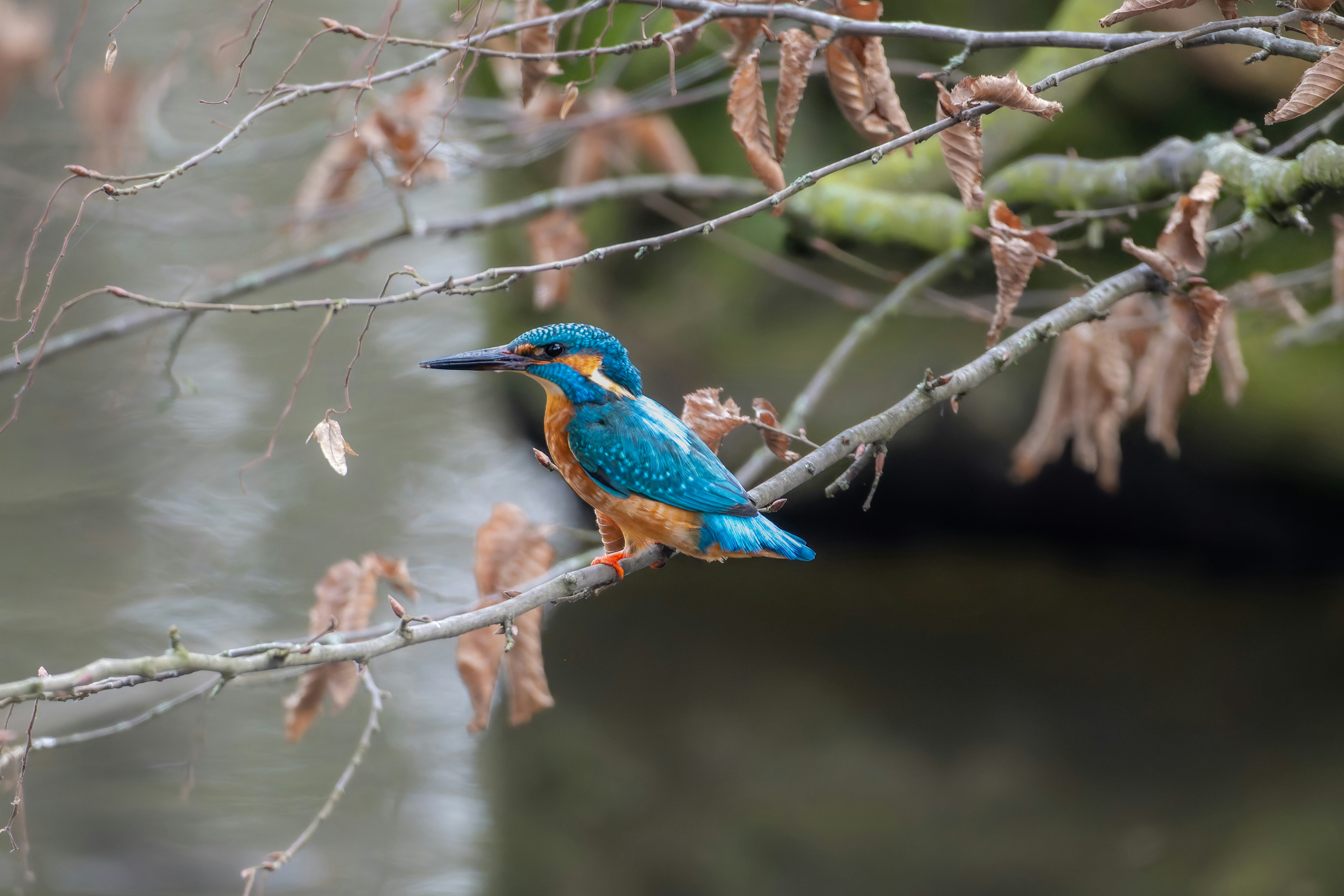 A blue bird sitting on a branch of a tree