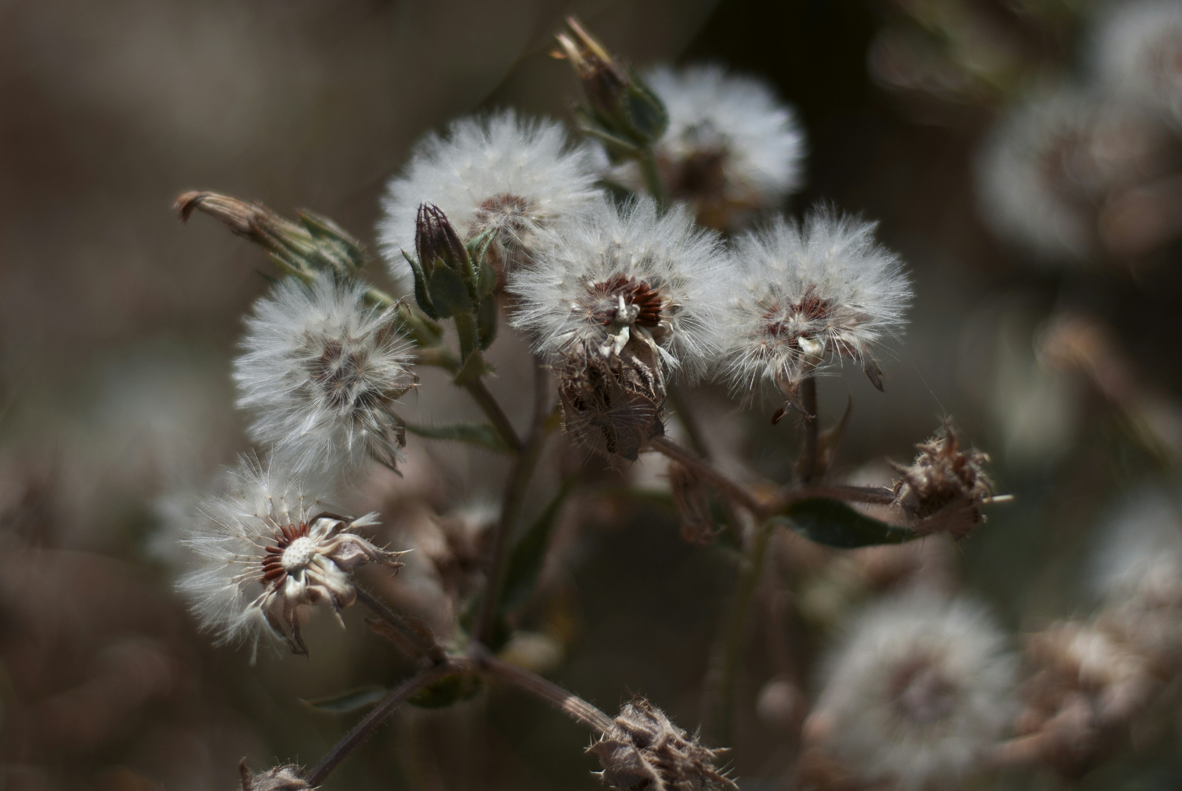 Photo by kovalskihelga