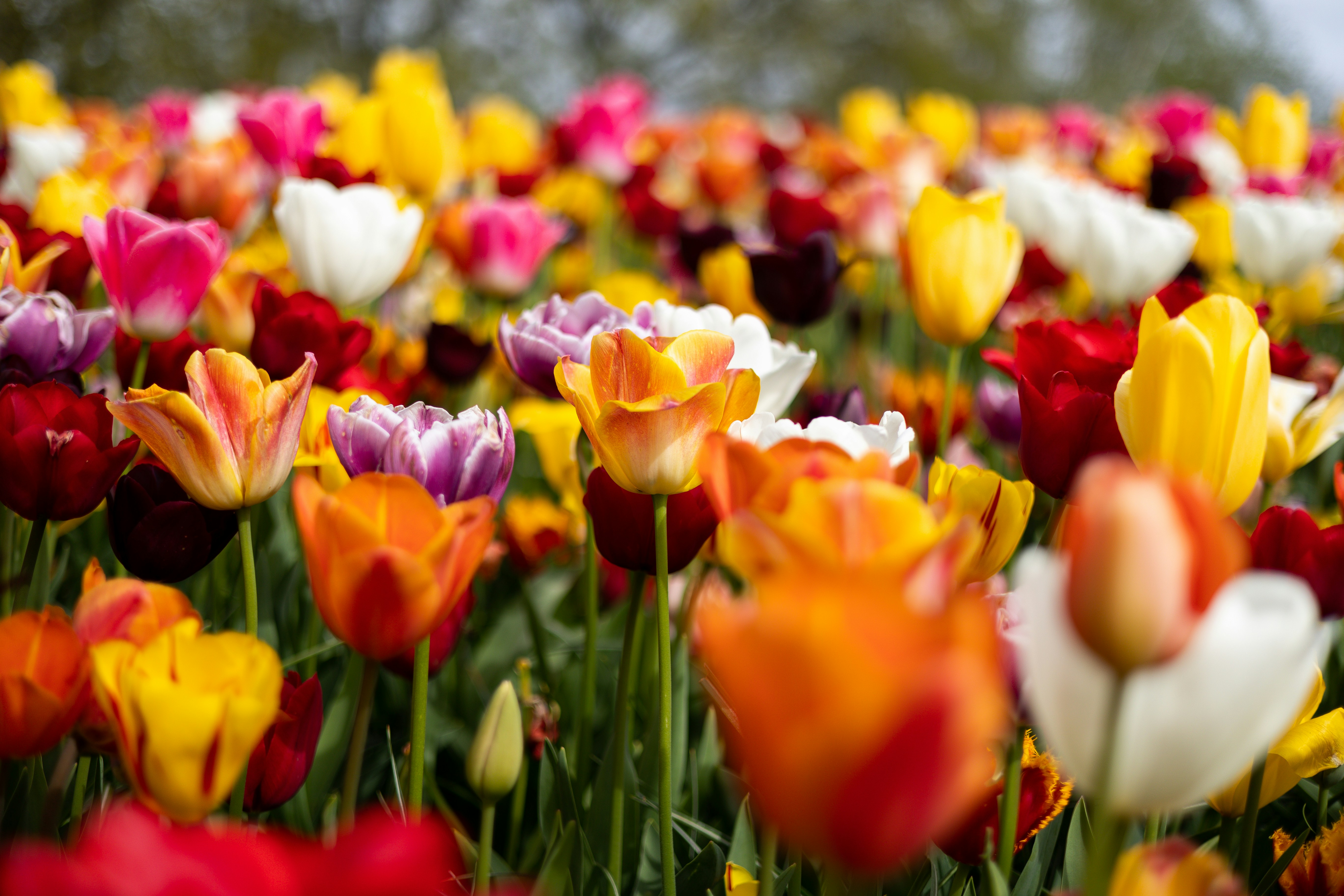 colores de tulipanes