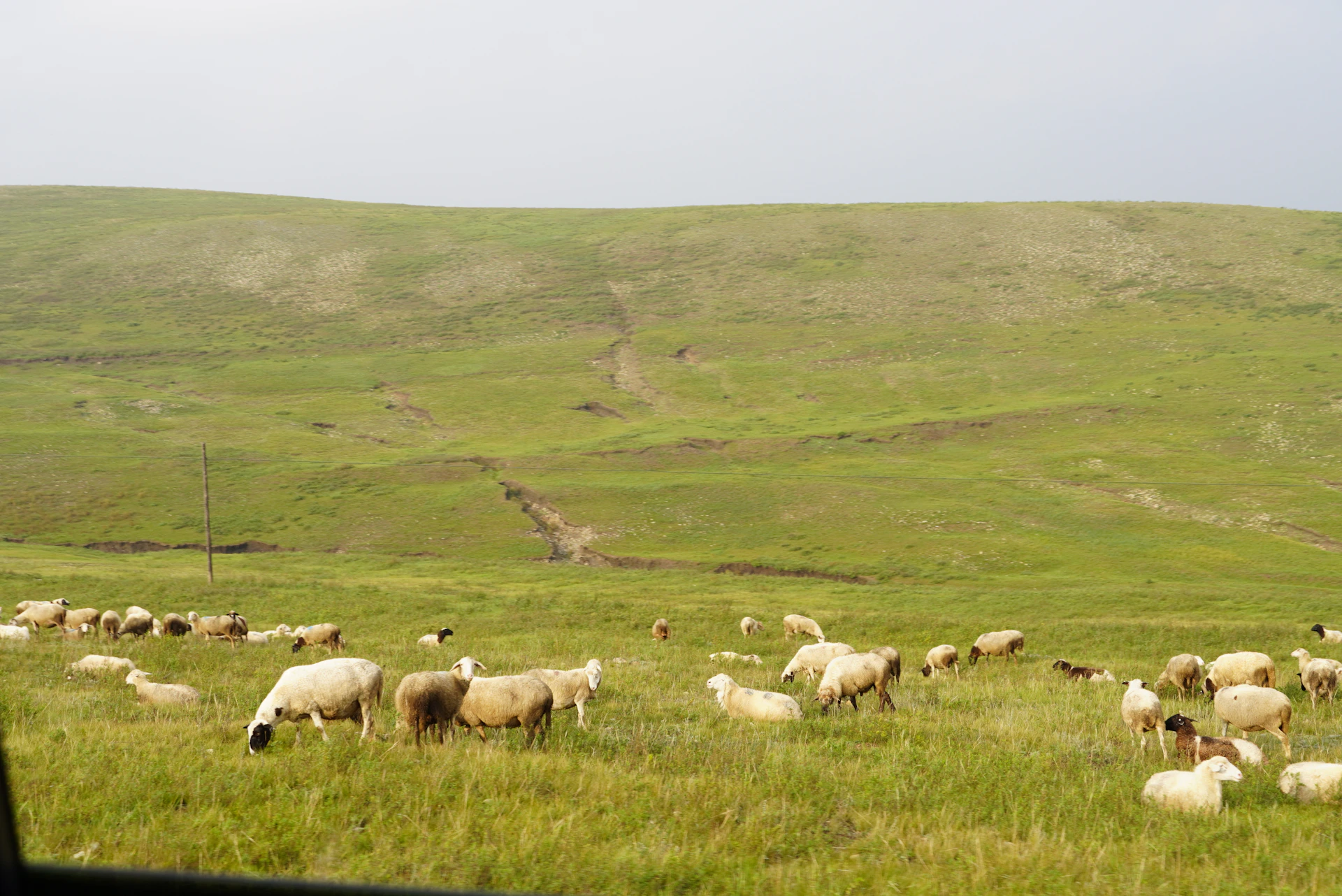 A herd of sheep grazing on a lush green hillside