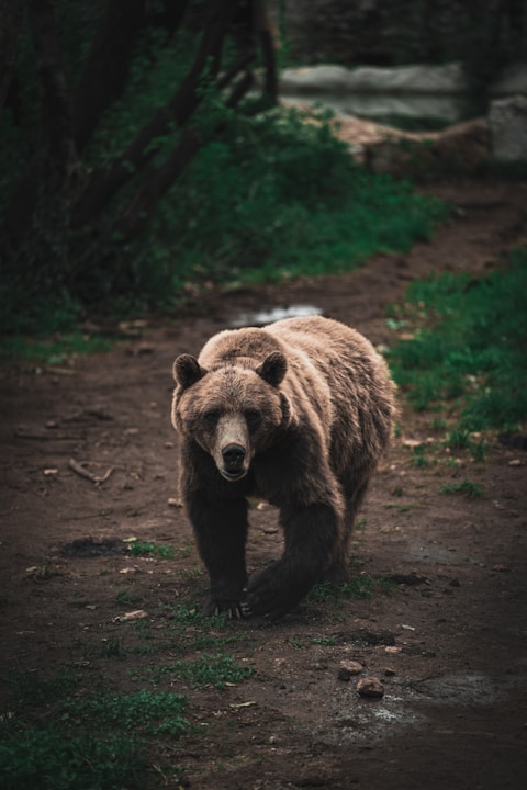 A brown bear walking across a dirt road