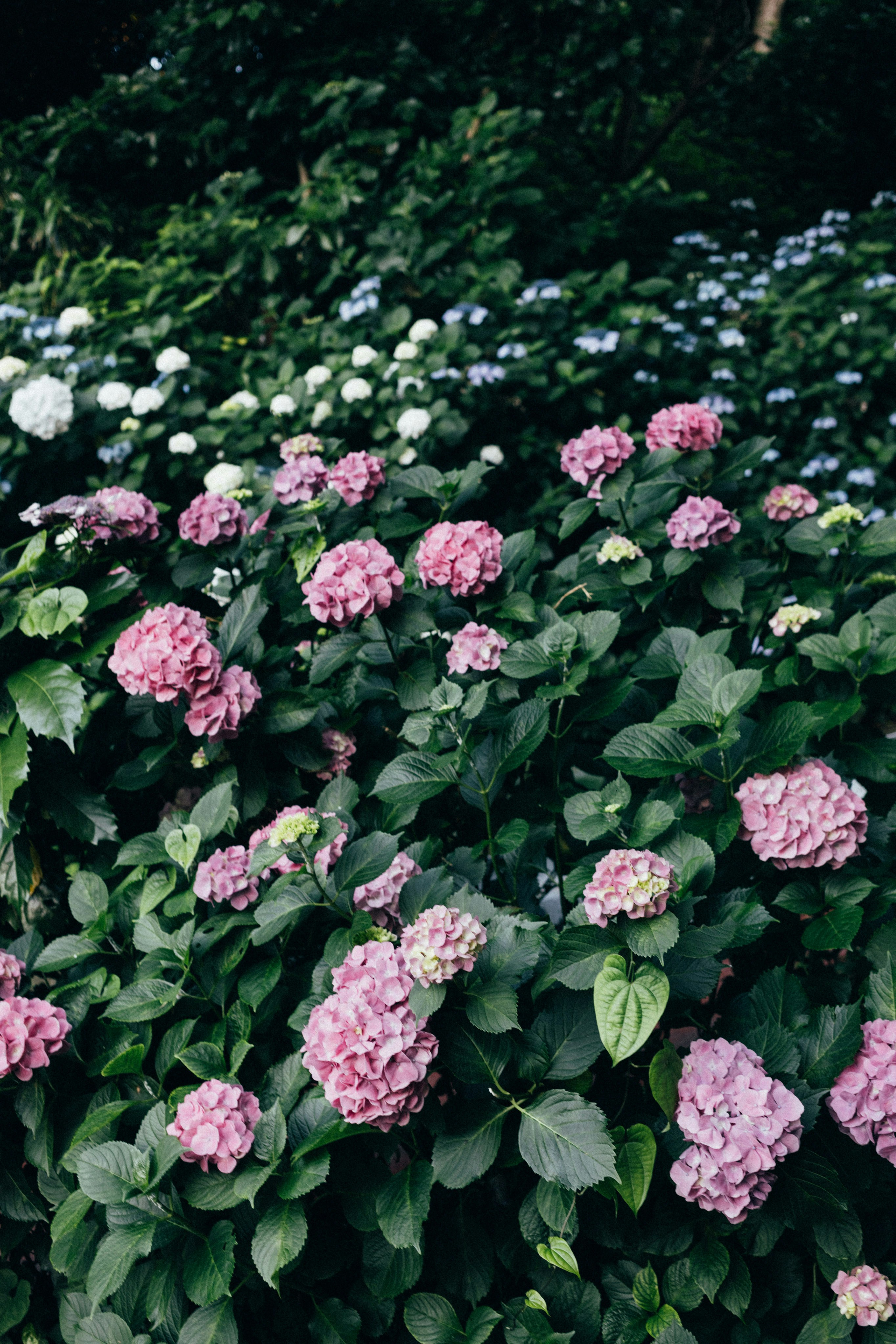 Photo by tsuyoshikozu