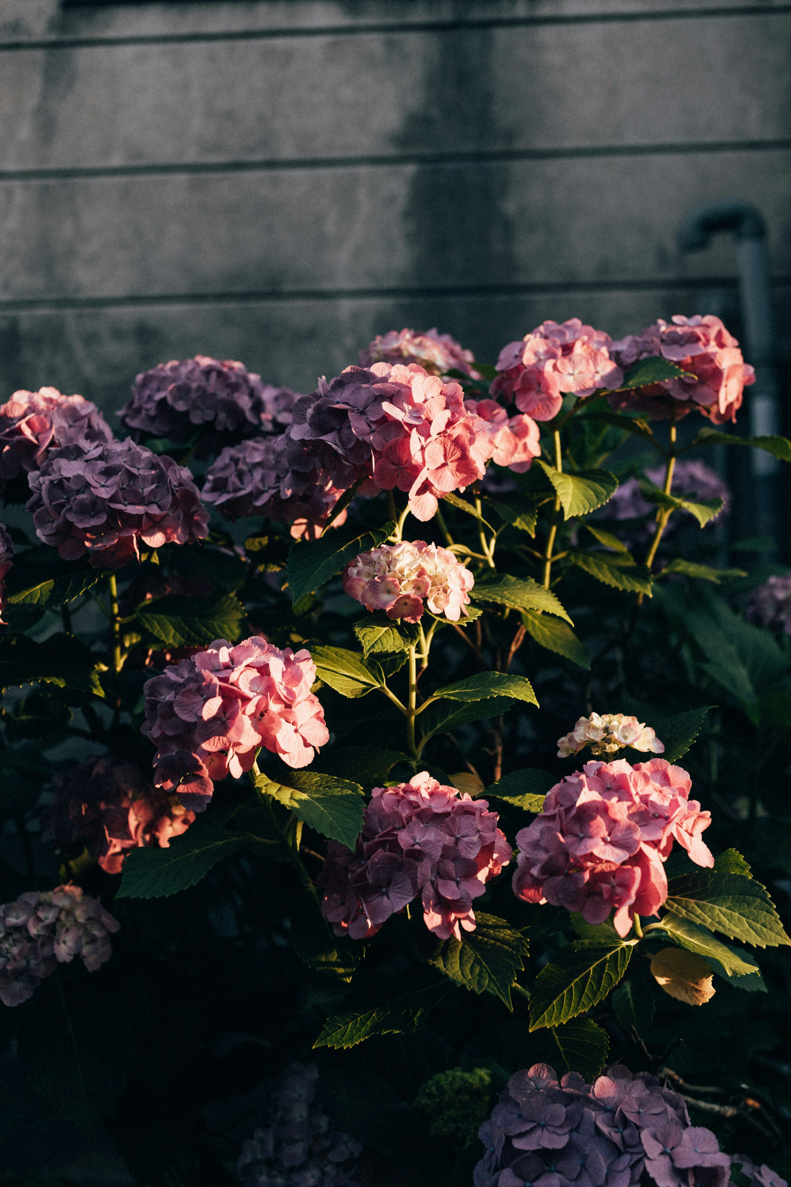 Photo by tsuyoshikozu