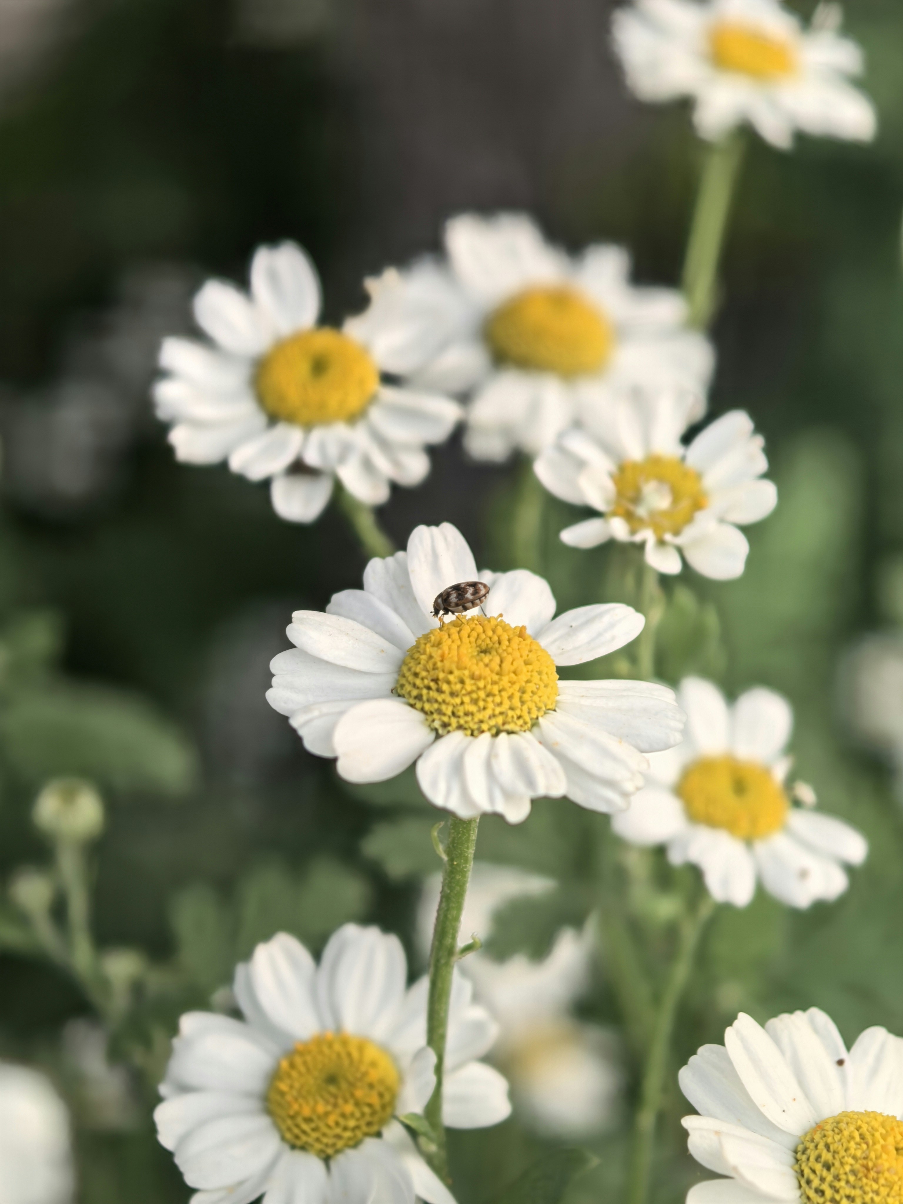 Photo by lisakvictor